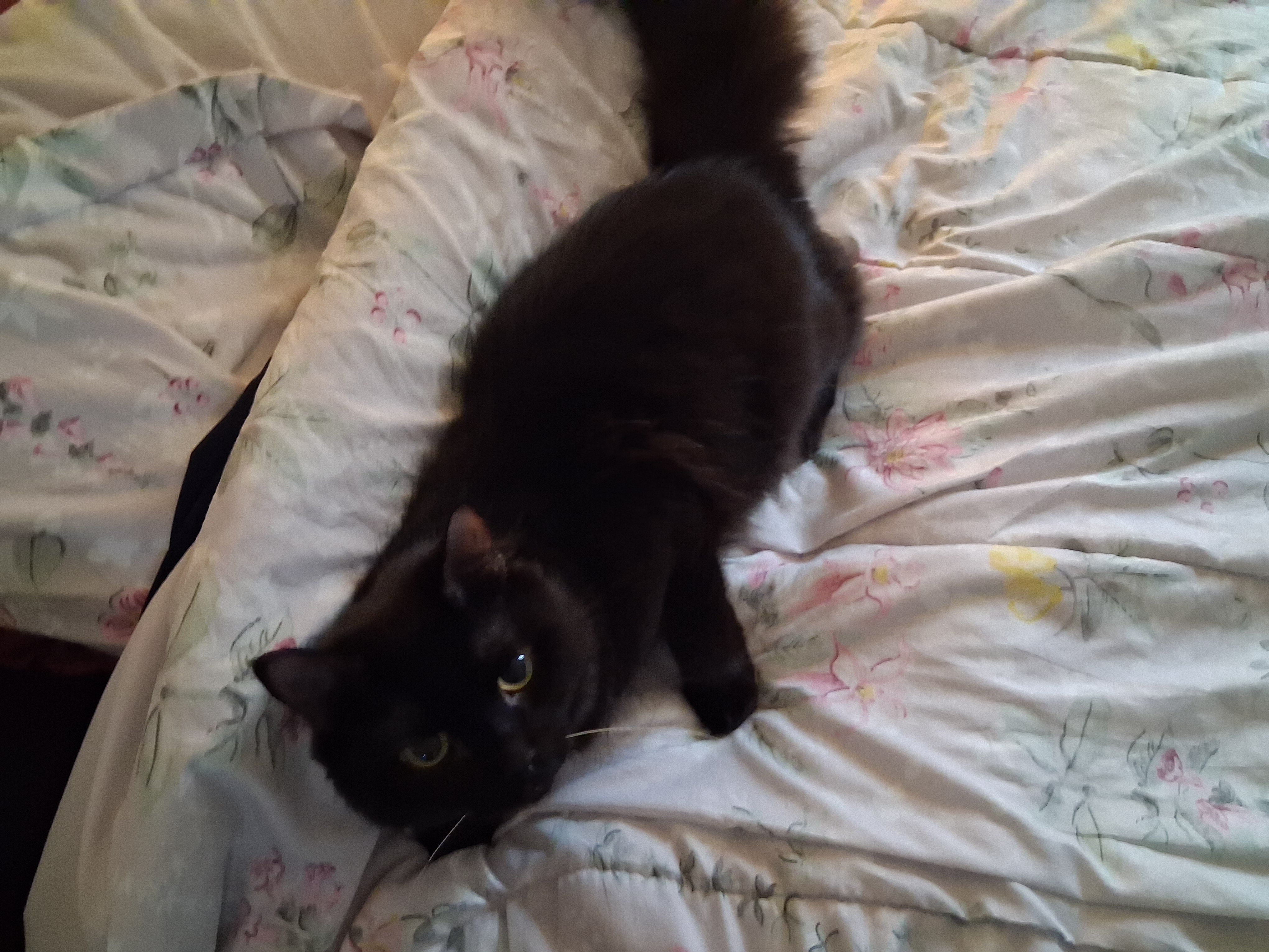 Cat image 2