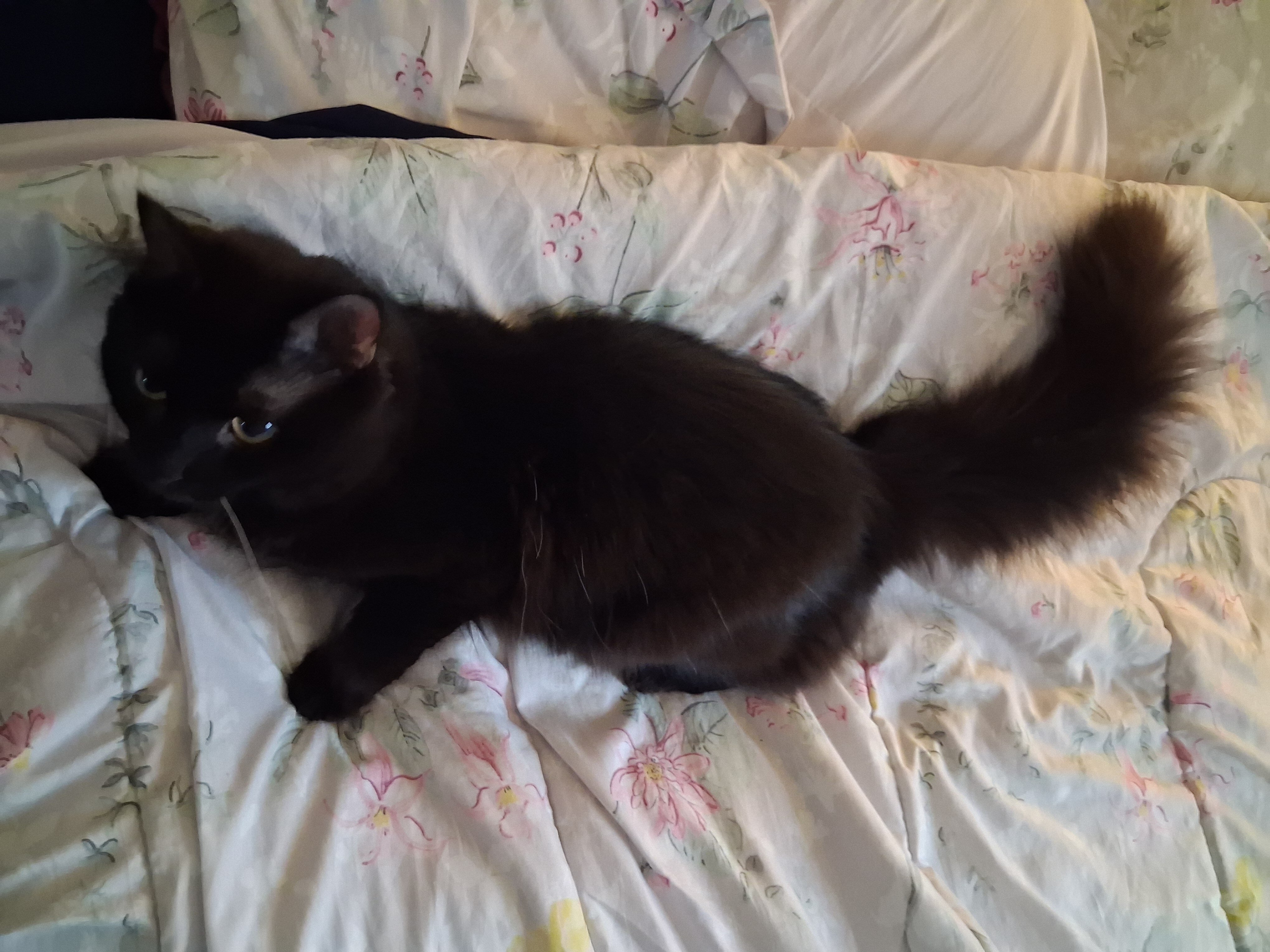 Cat image 1