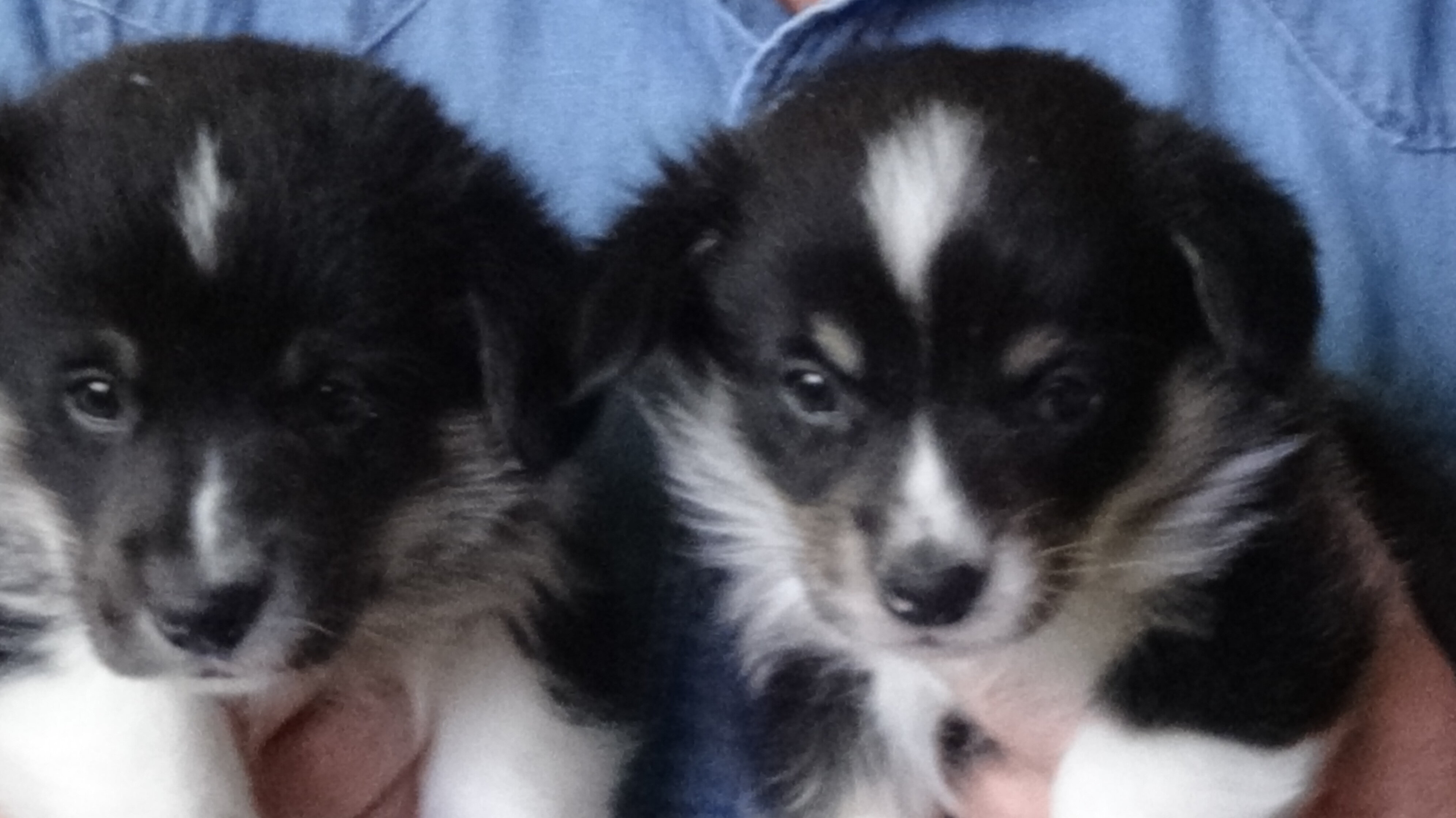 Pembroke Welsh Corgi Puppies image 1