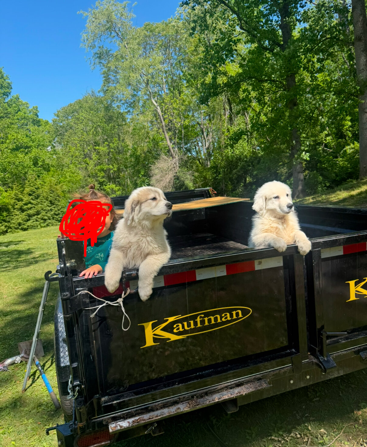 Puppies image 1
