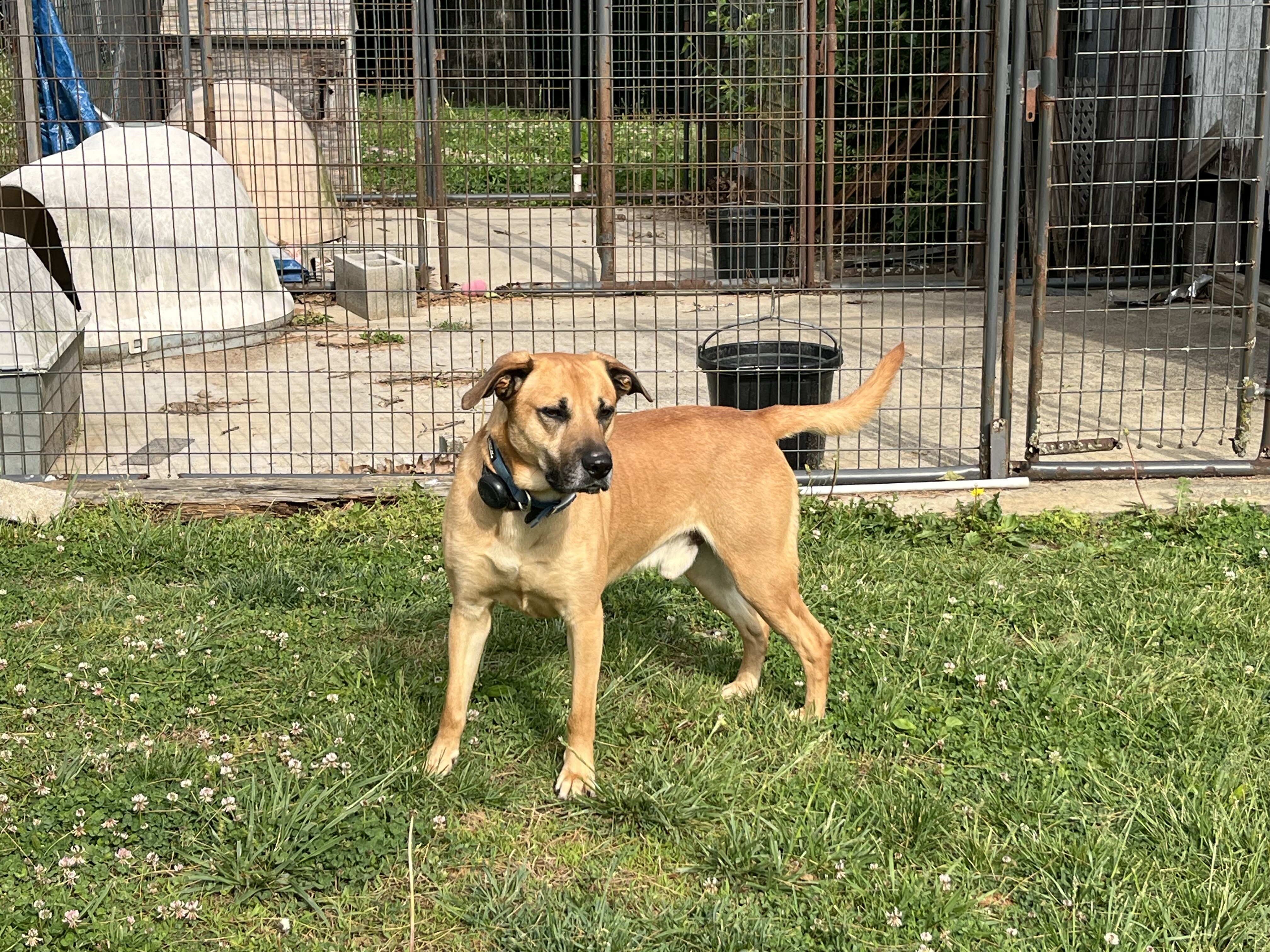Labrador mix pups image 3