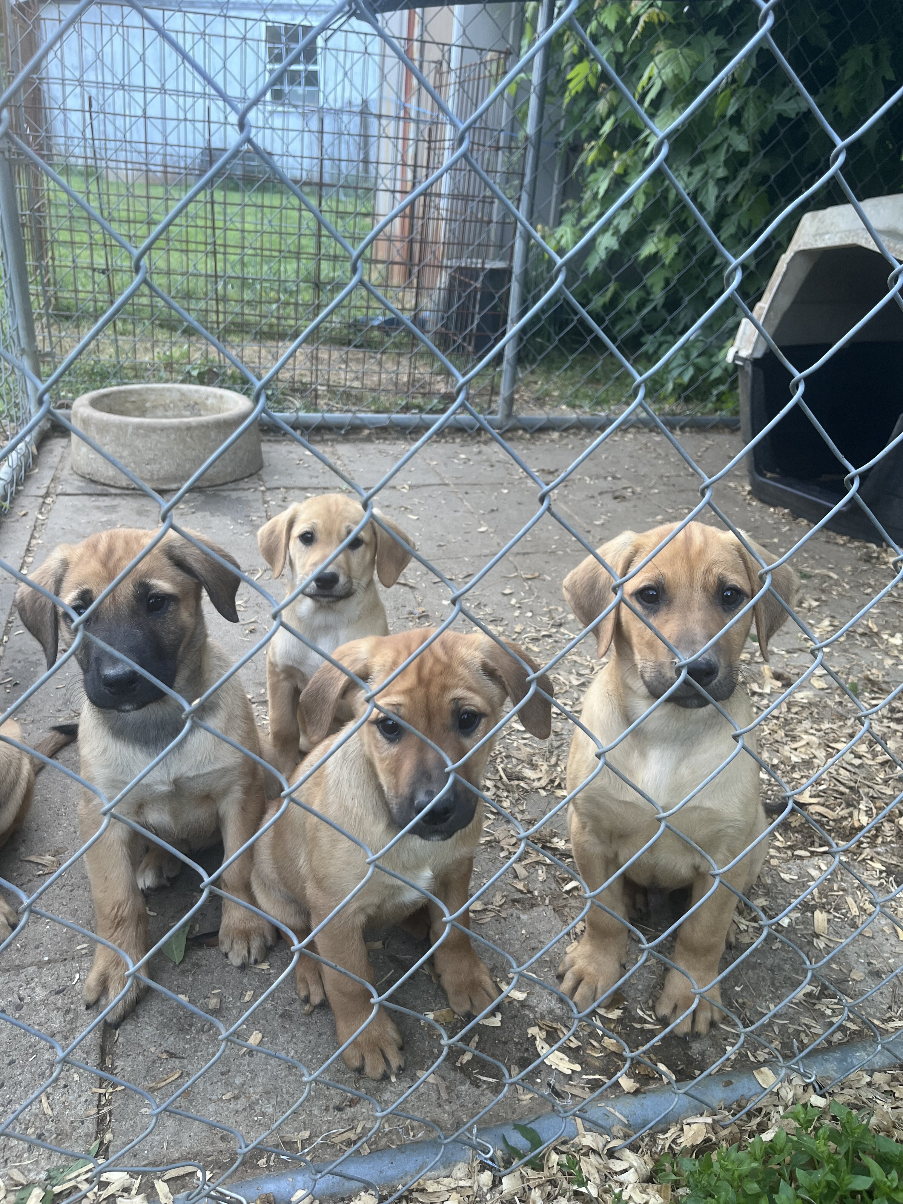Labrador mix pups image 1