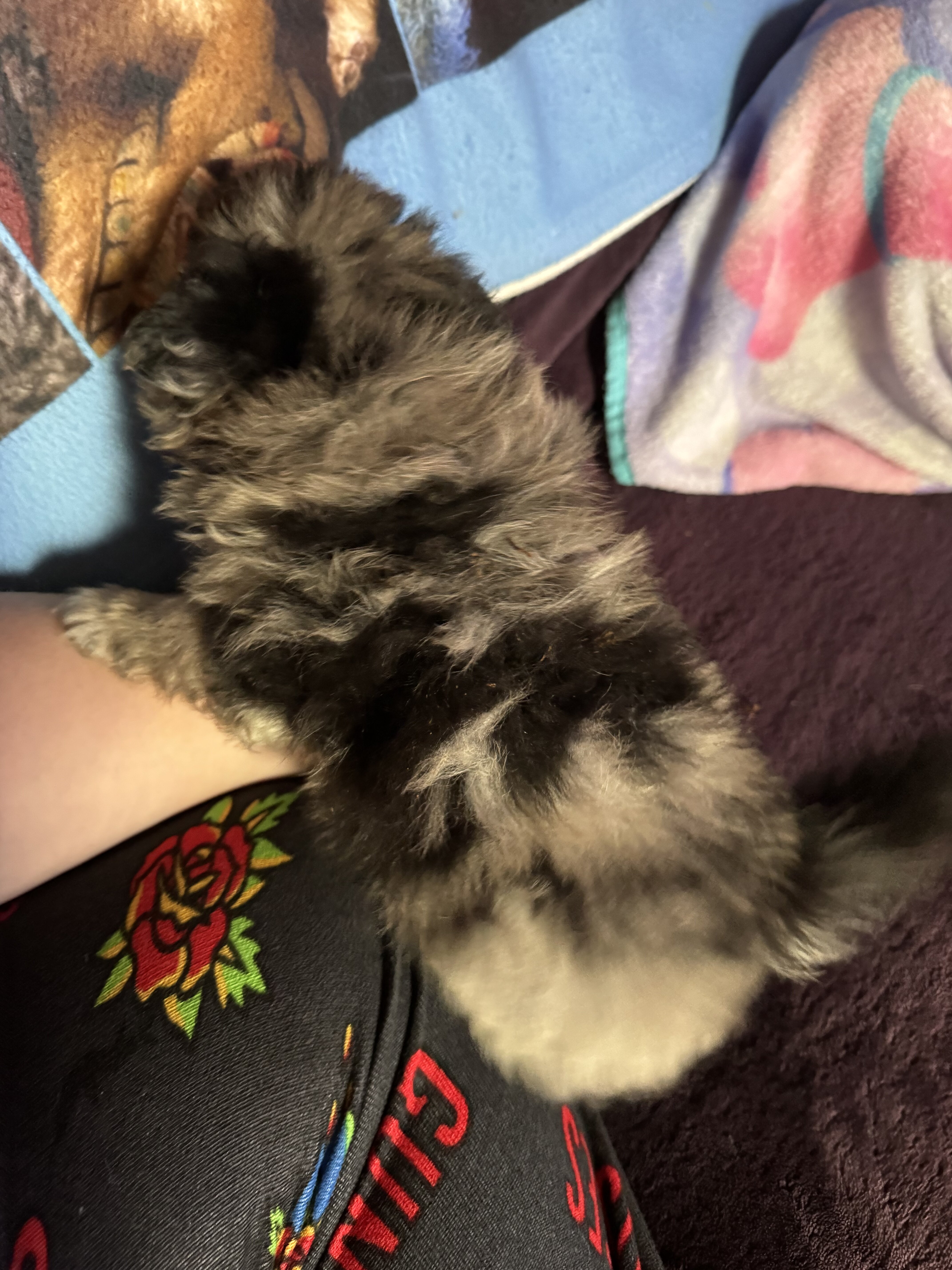 3 purebred Pomeranian Pups image 4
