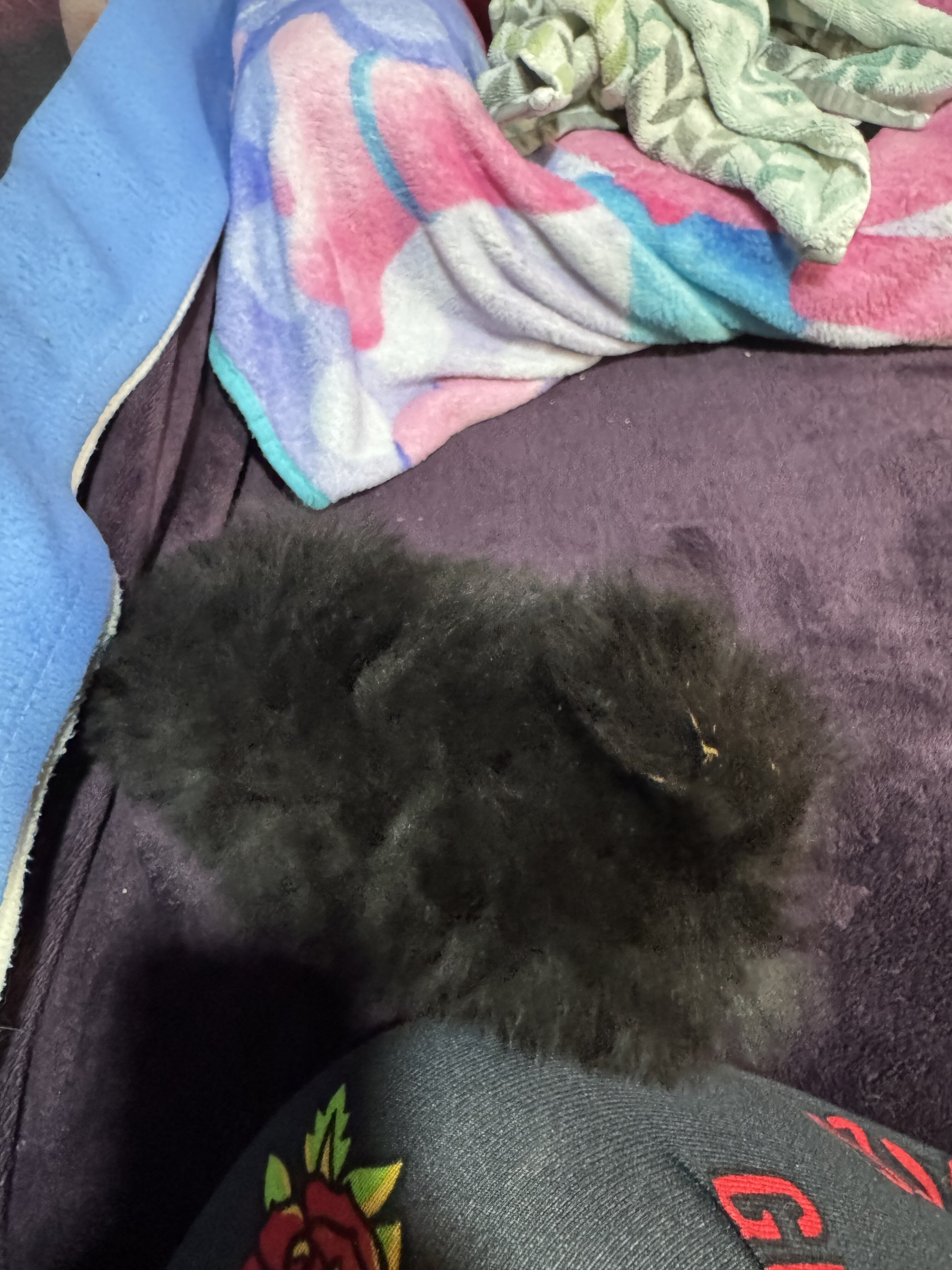 3 purebred Pomeranian Pups image 3