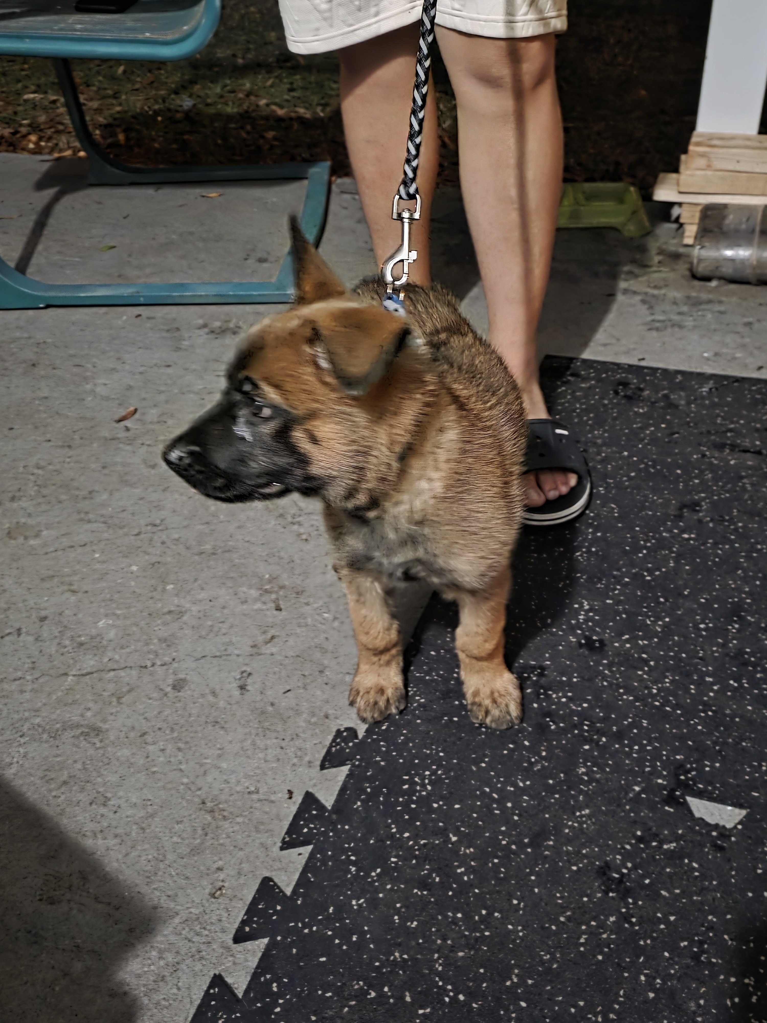 German Shepherd image 2