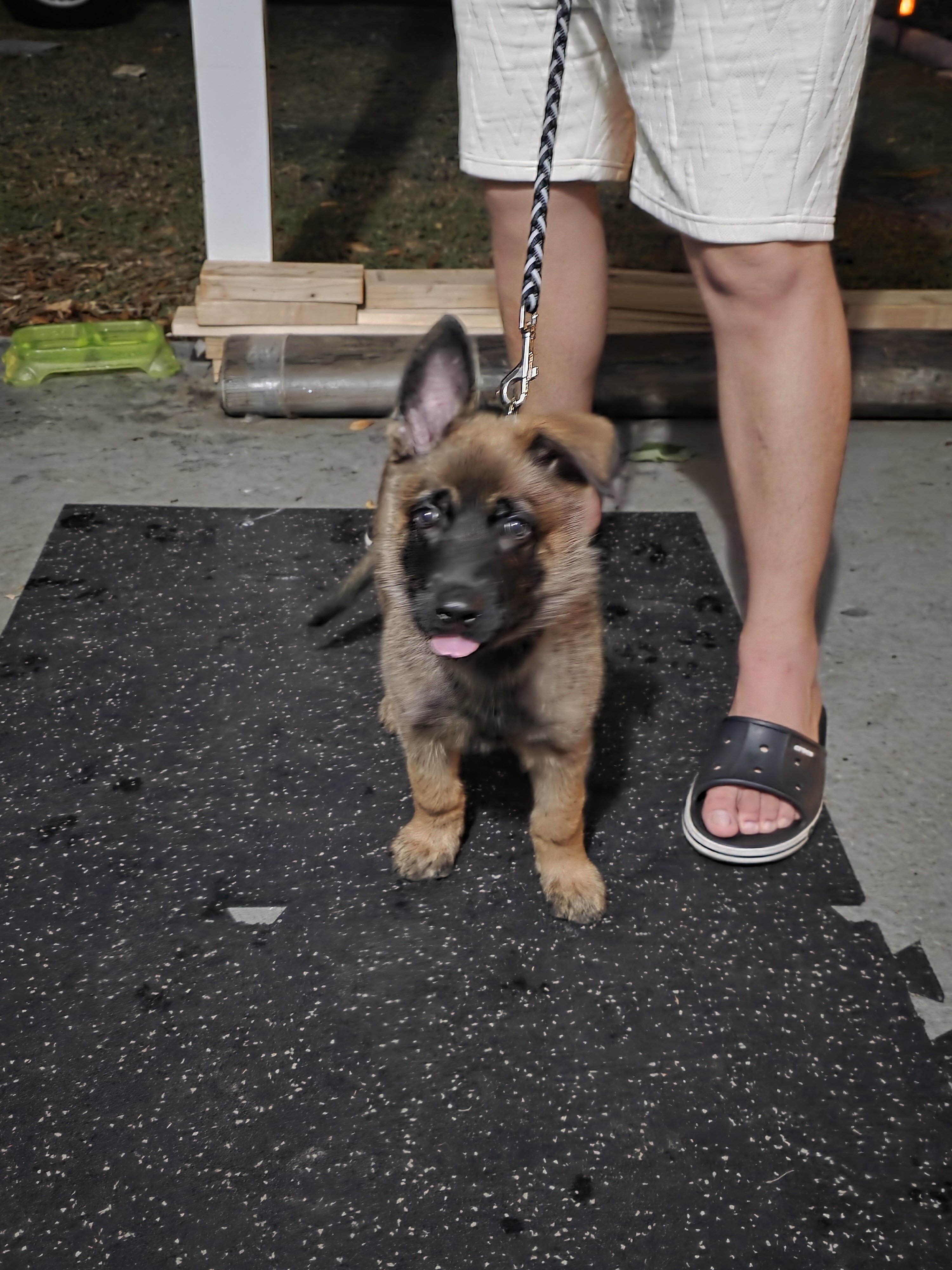 German Shepherd image 1