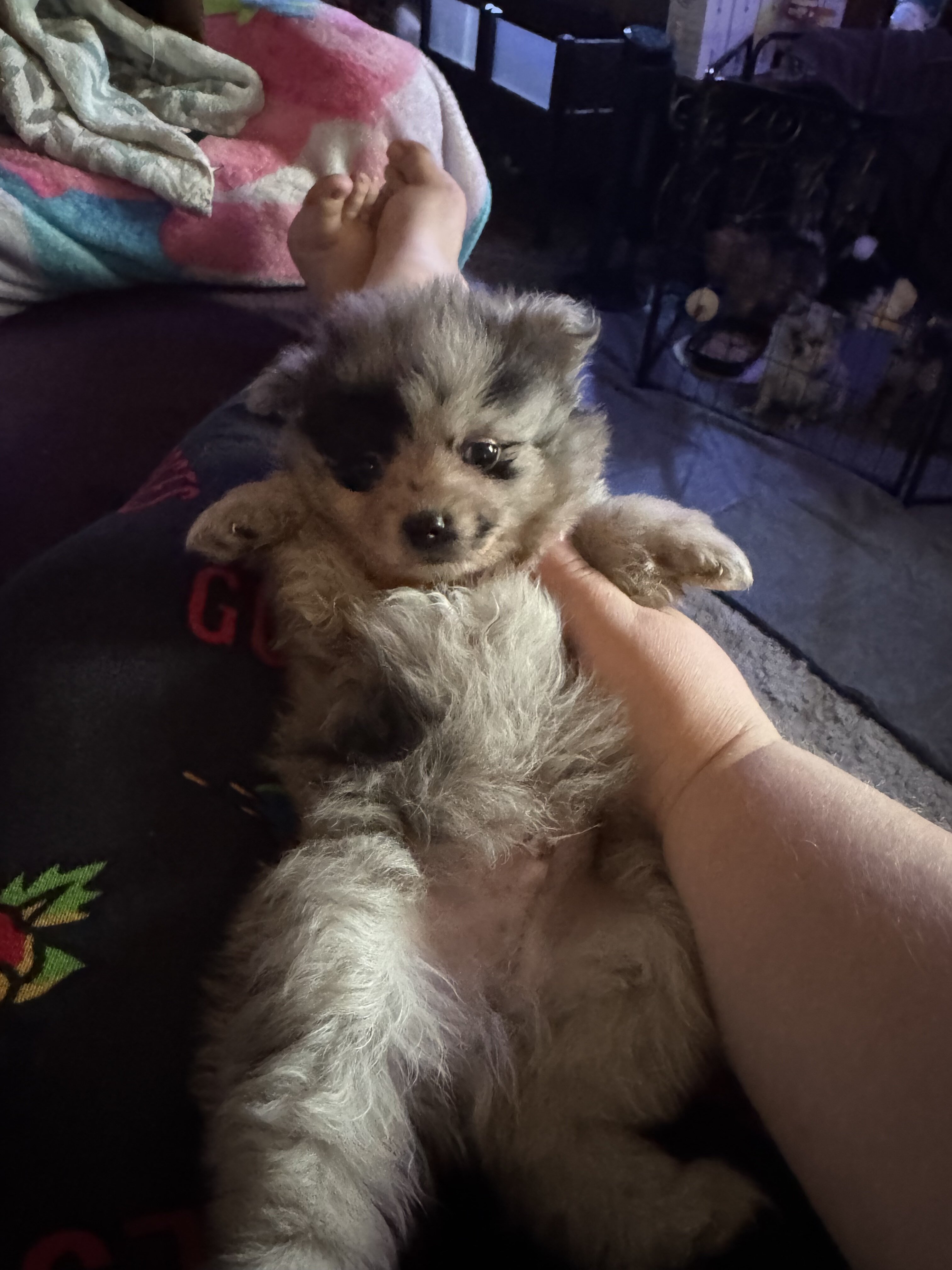 Pomeranian pups image 7