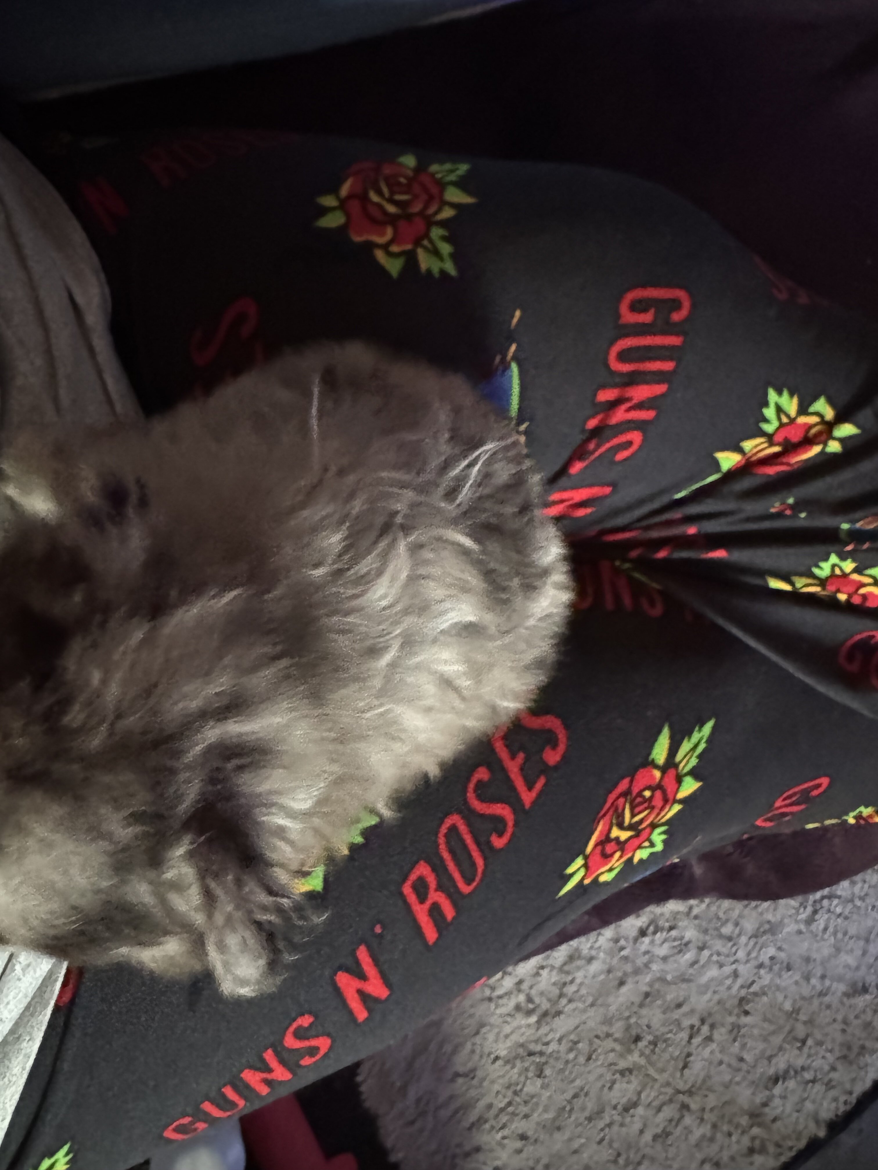 Pomeranian pups image 6