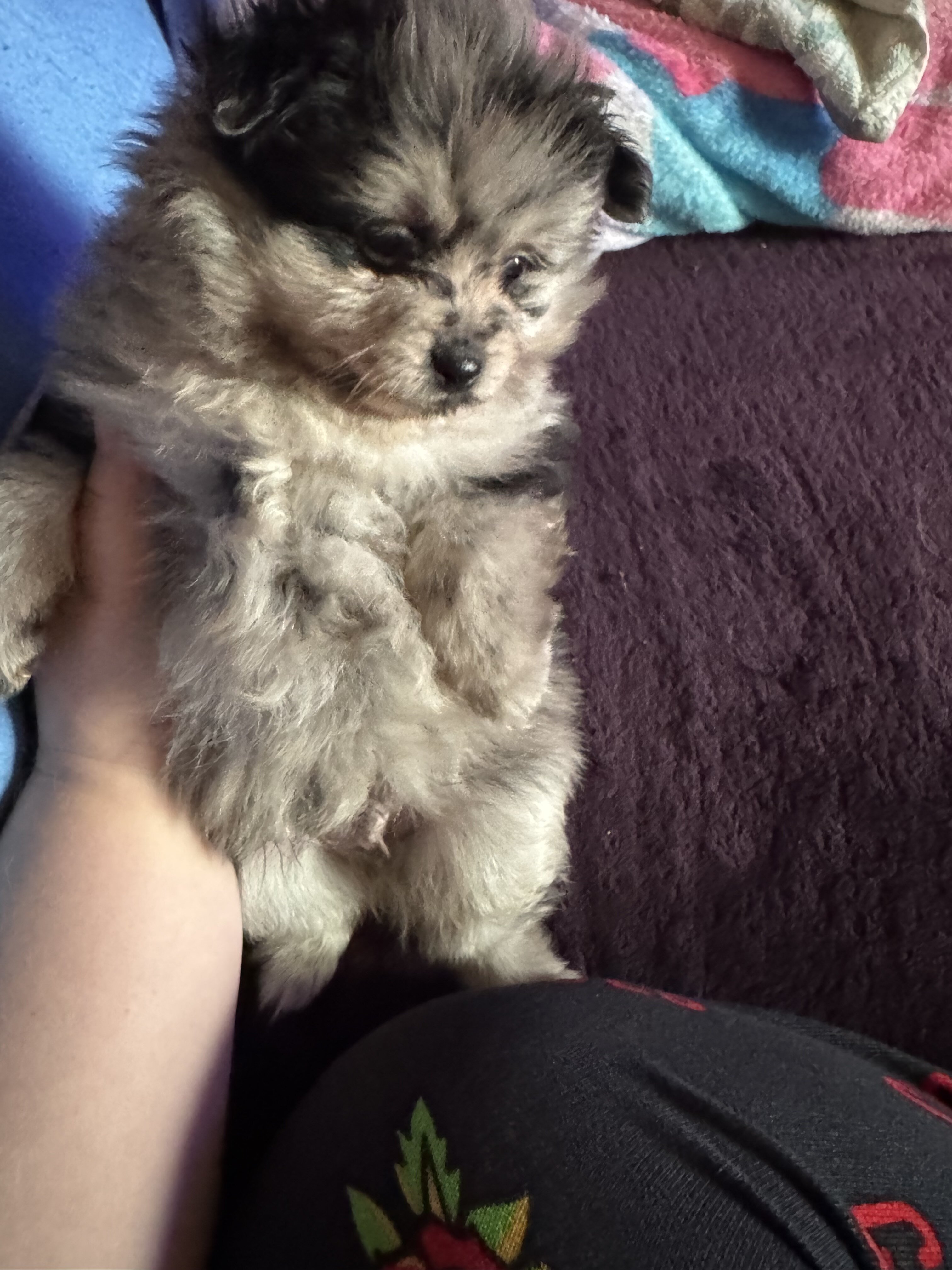 Pomeranian pups image 5