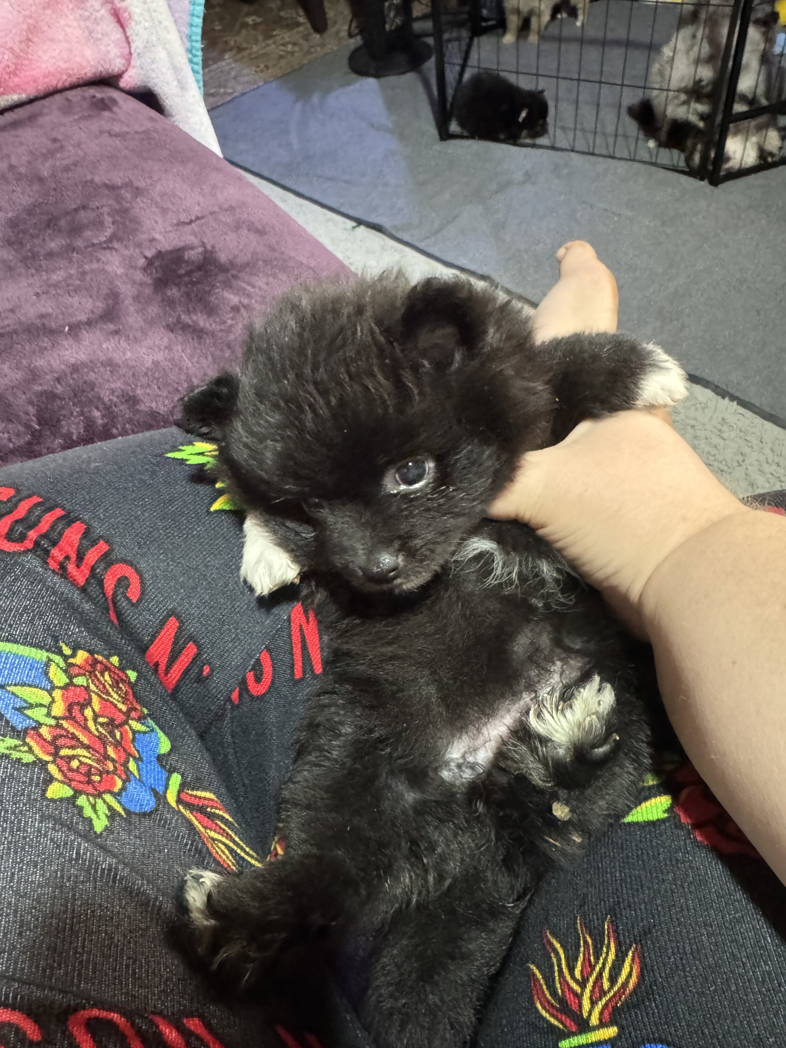 Pomeranian pups image 2