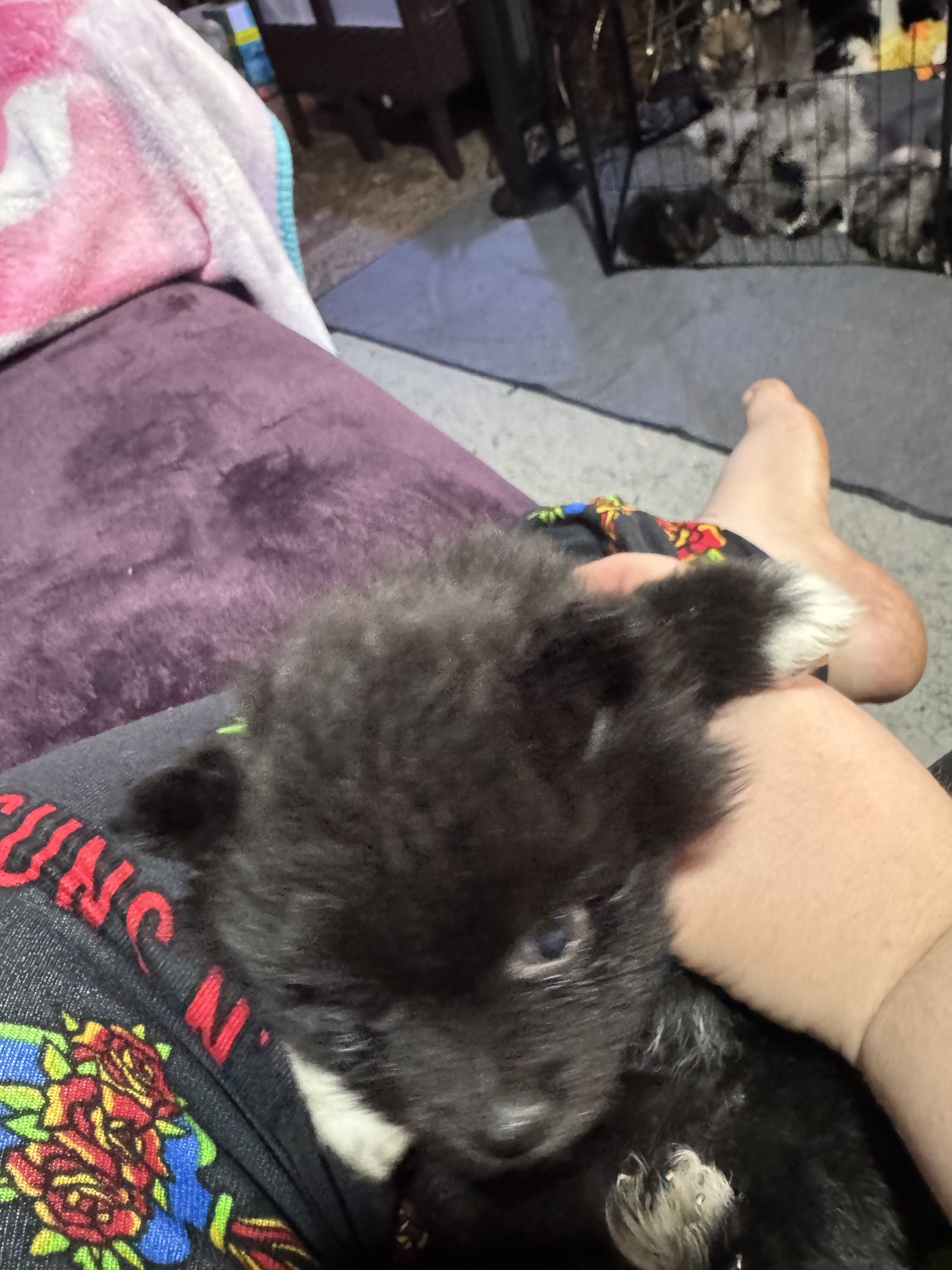 Pomeranian pups image 1