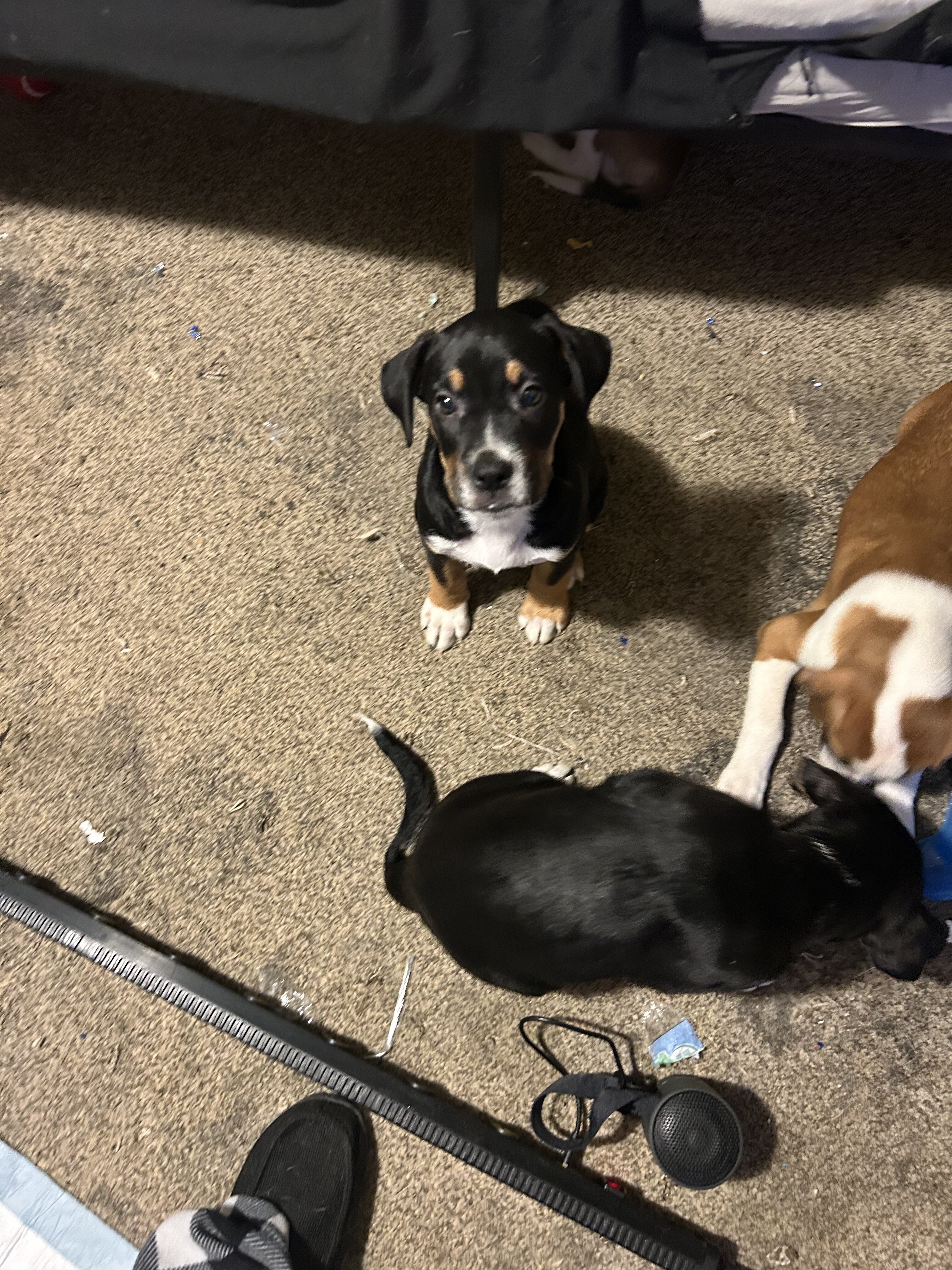 9 puppies Australian Boxherd image 6