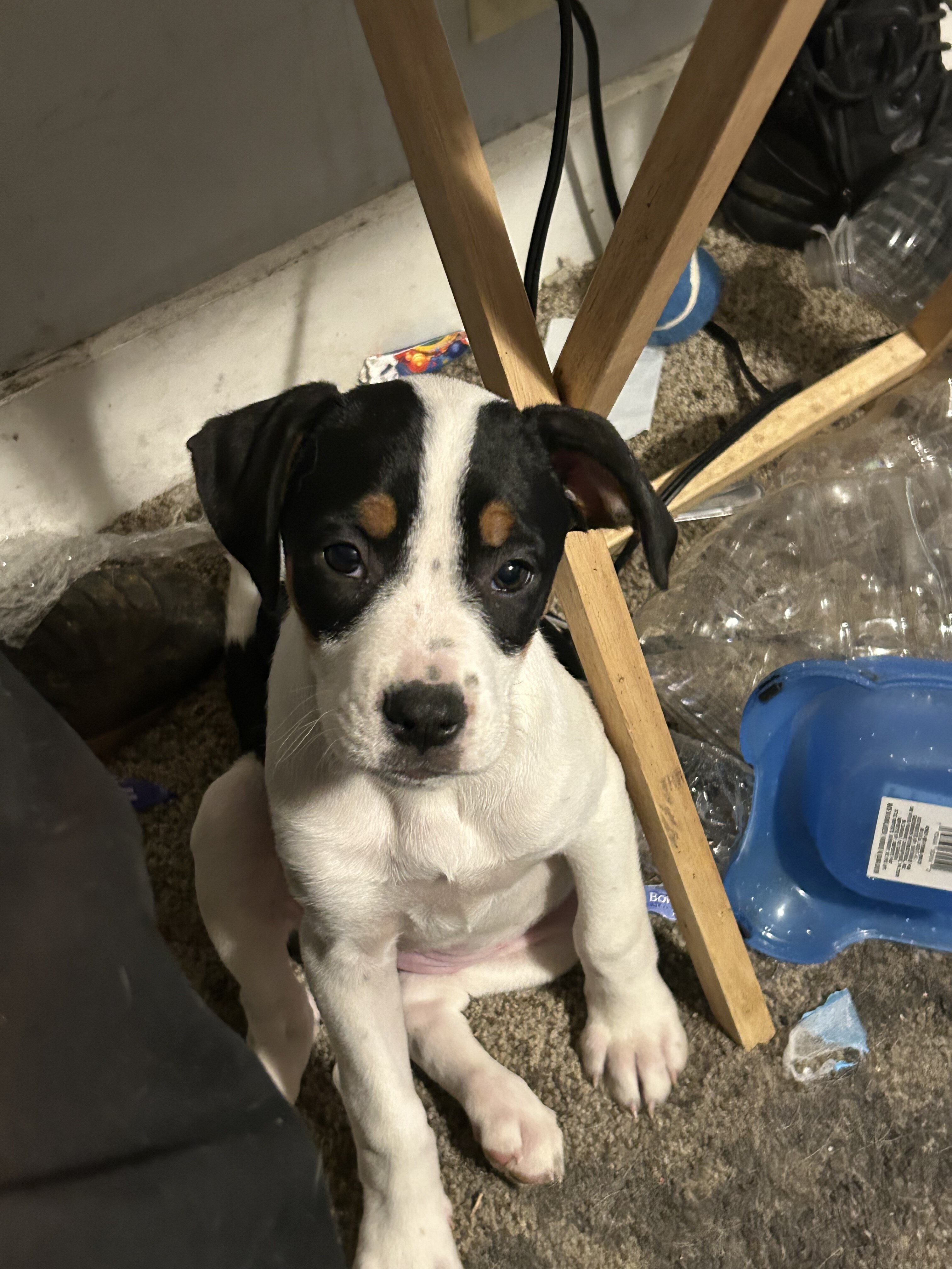 9 puppies Australian Boxherd image 8
