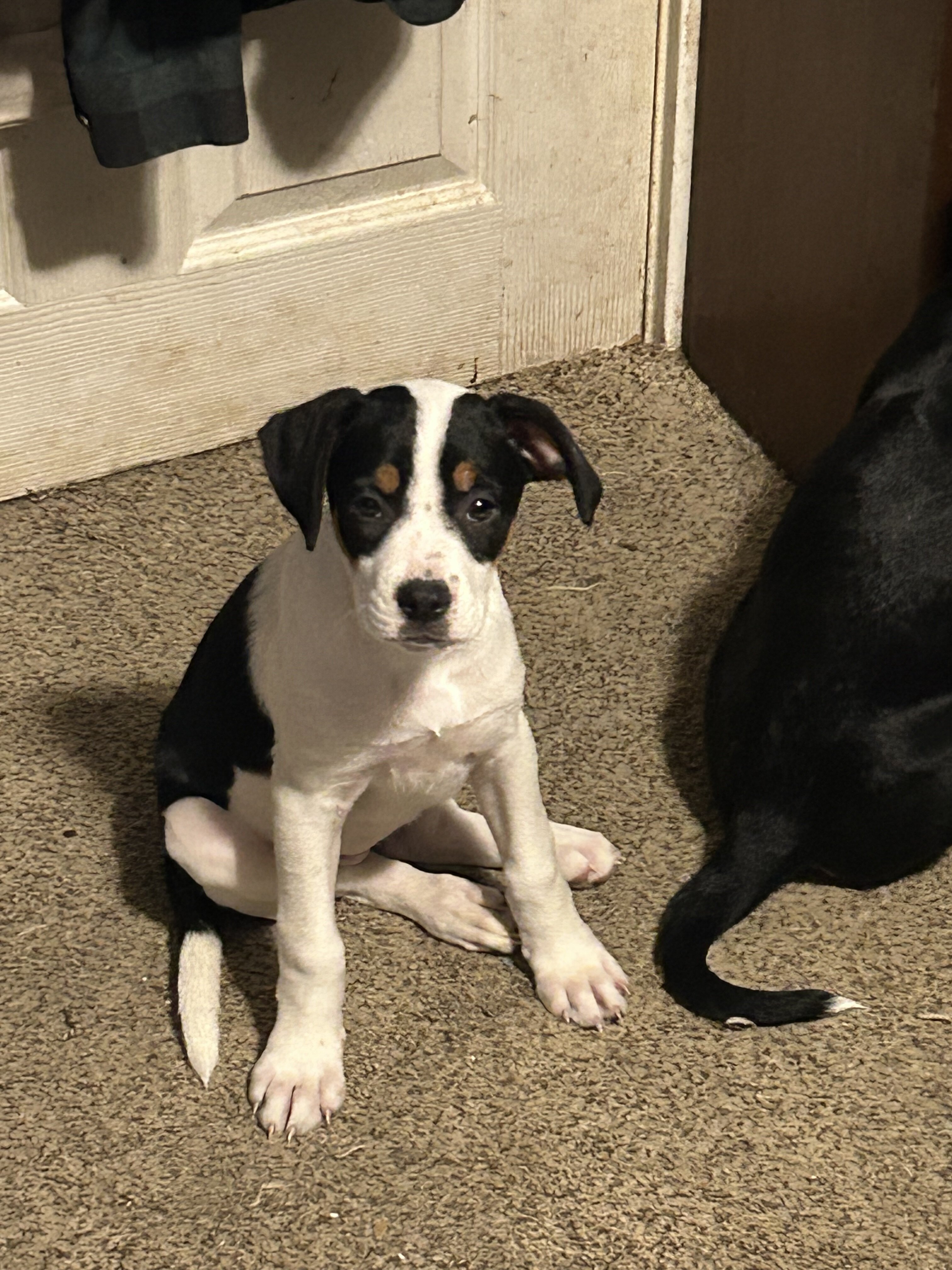 9 puppies Australian Boxherd image 4
