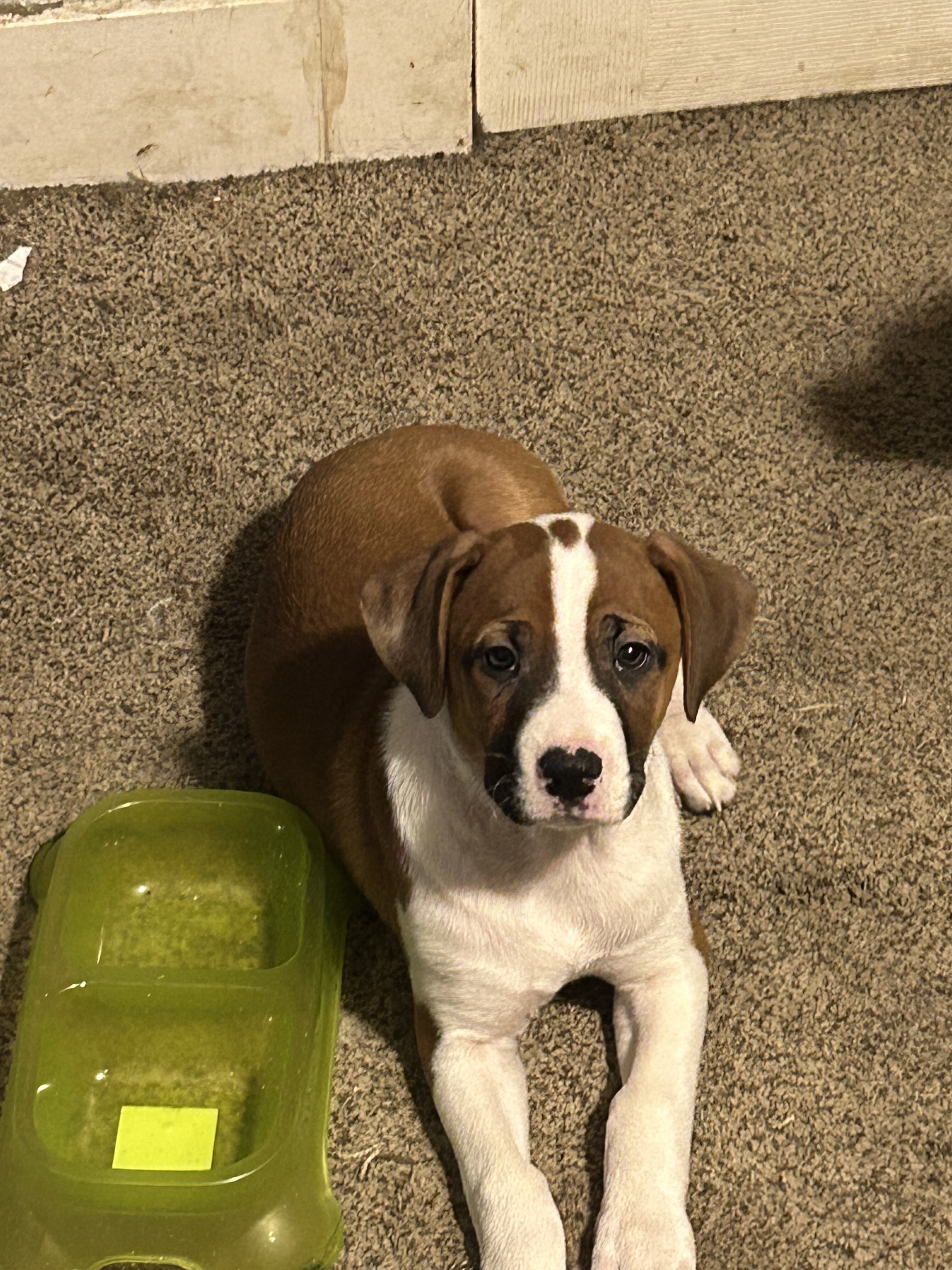 9 puppies Australian Boxherd image 3