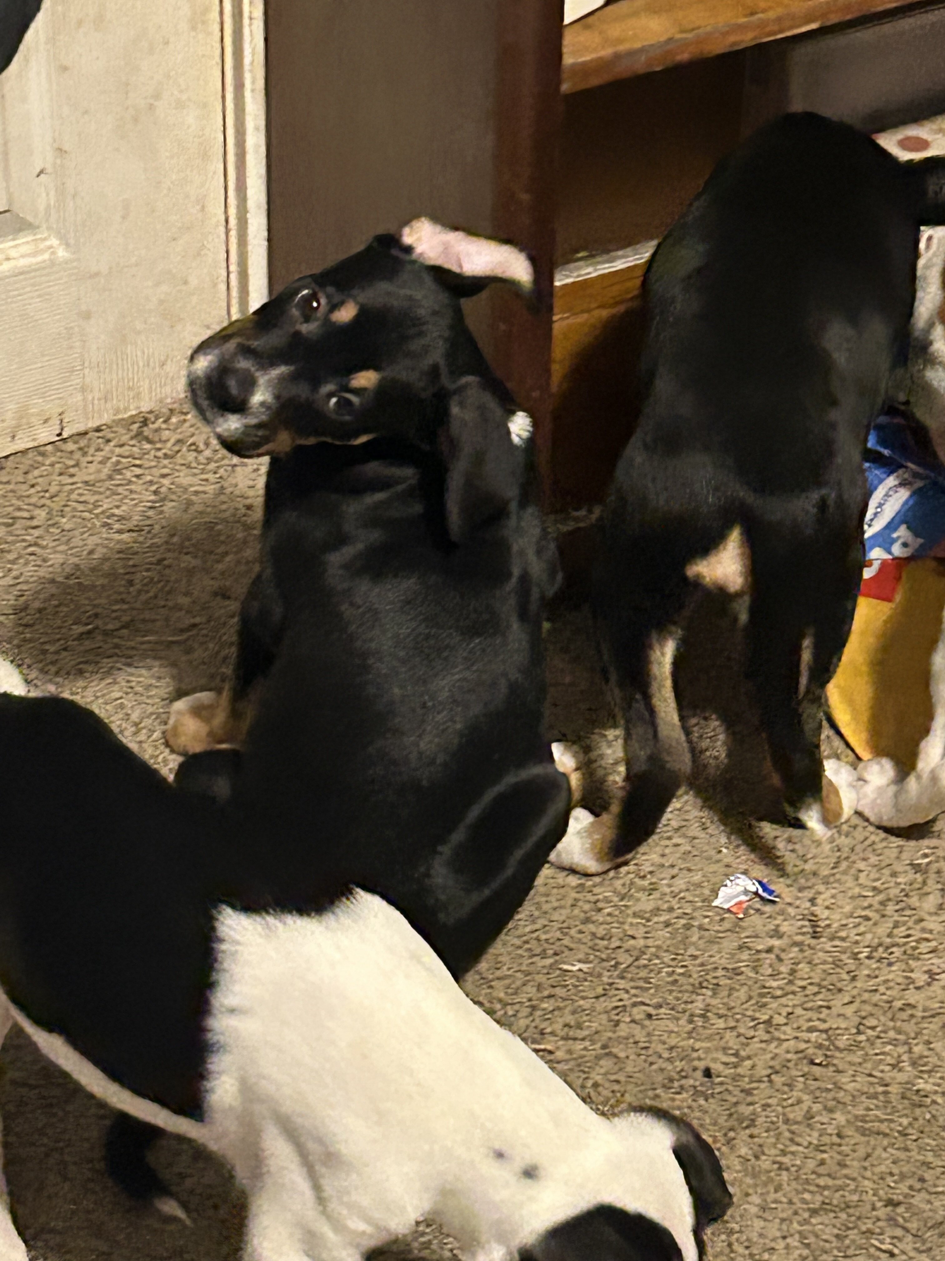 9 puppies Australian Boxherd image 9