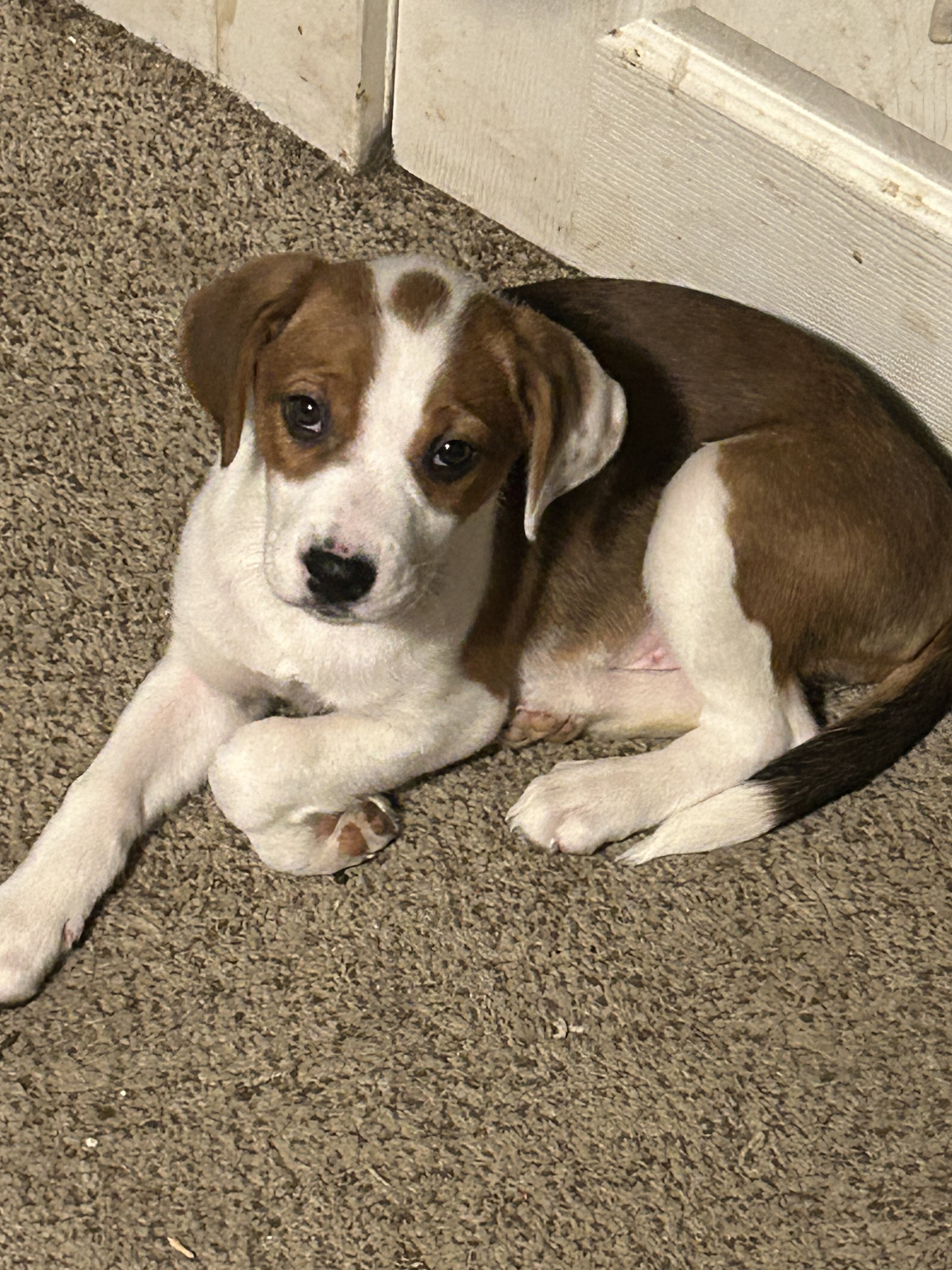 9 puppies Australian Boxherd image 2
