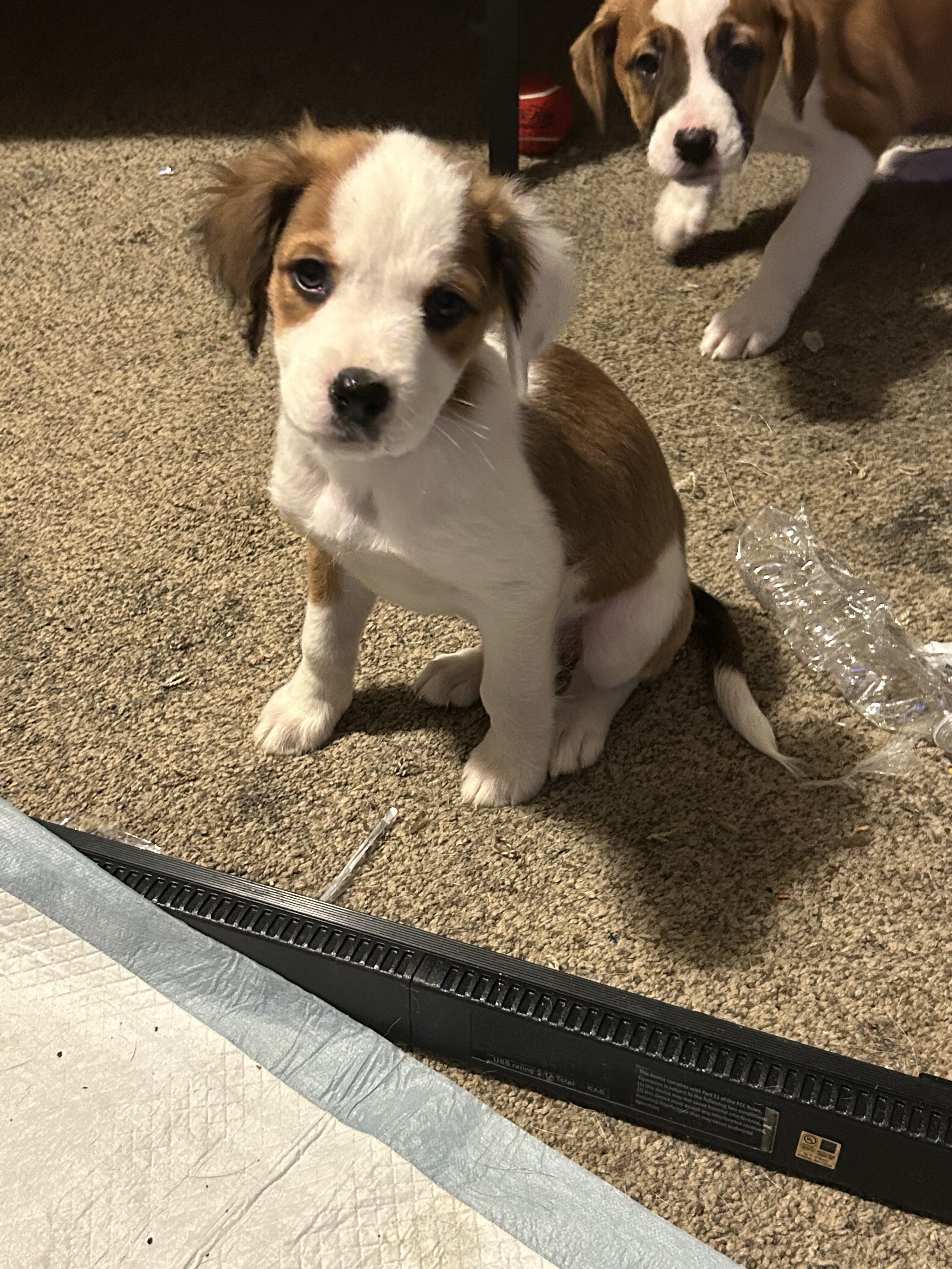 9 puppies Australian Boxherd image 1