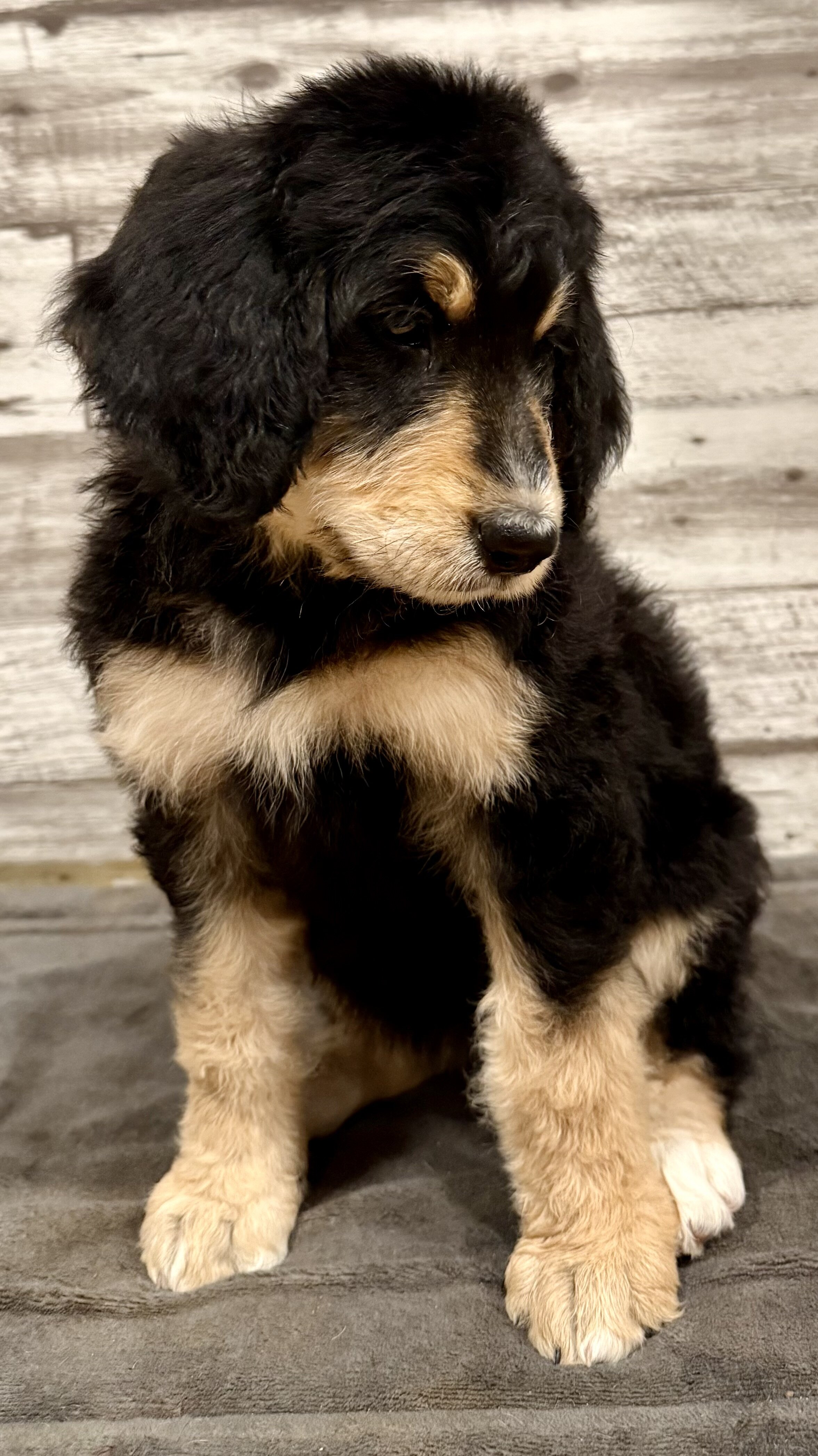 Bernedoodle image 1