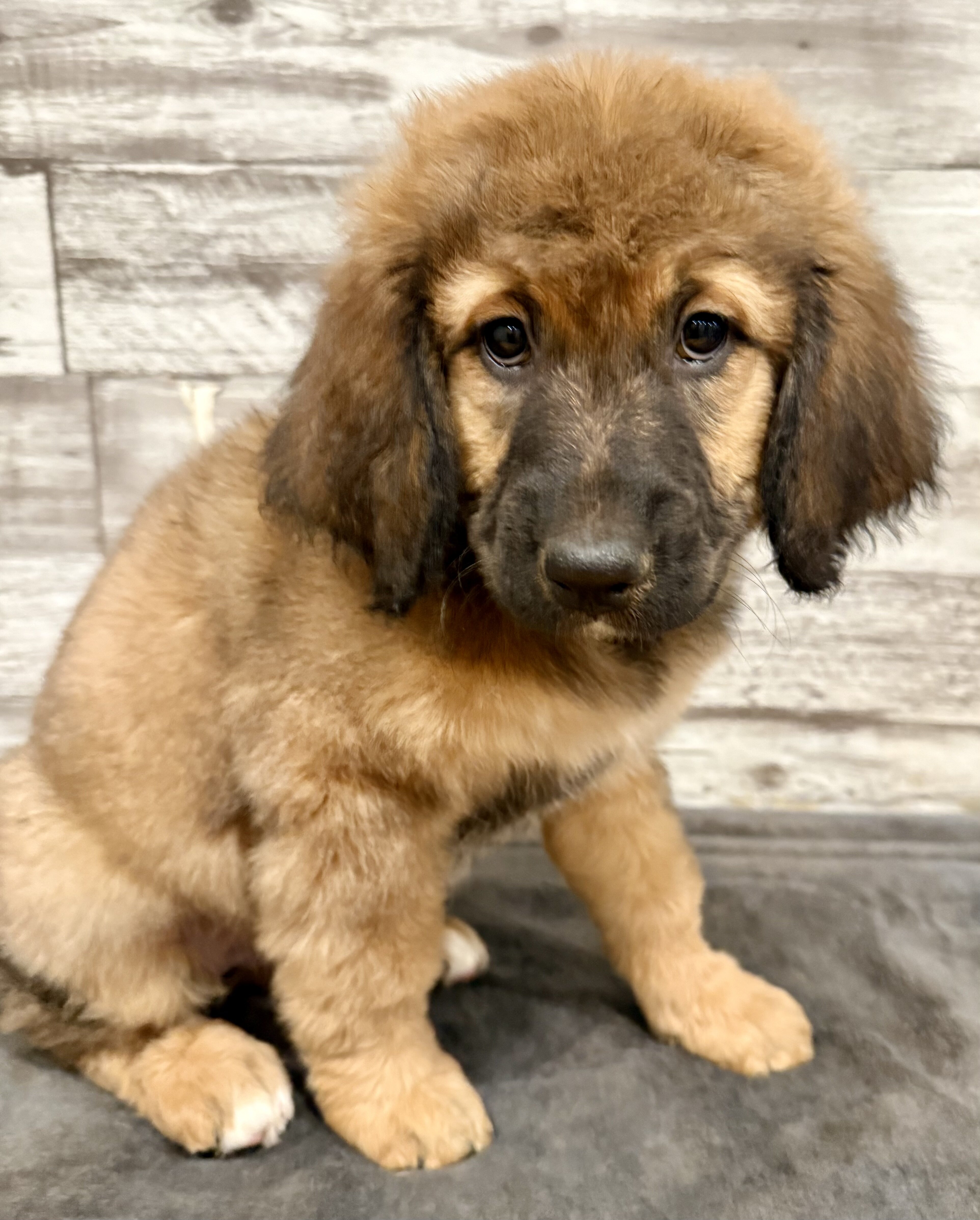Bernedoodle image 2