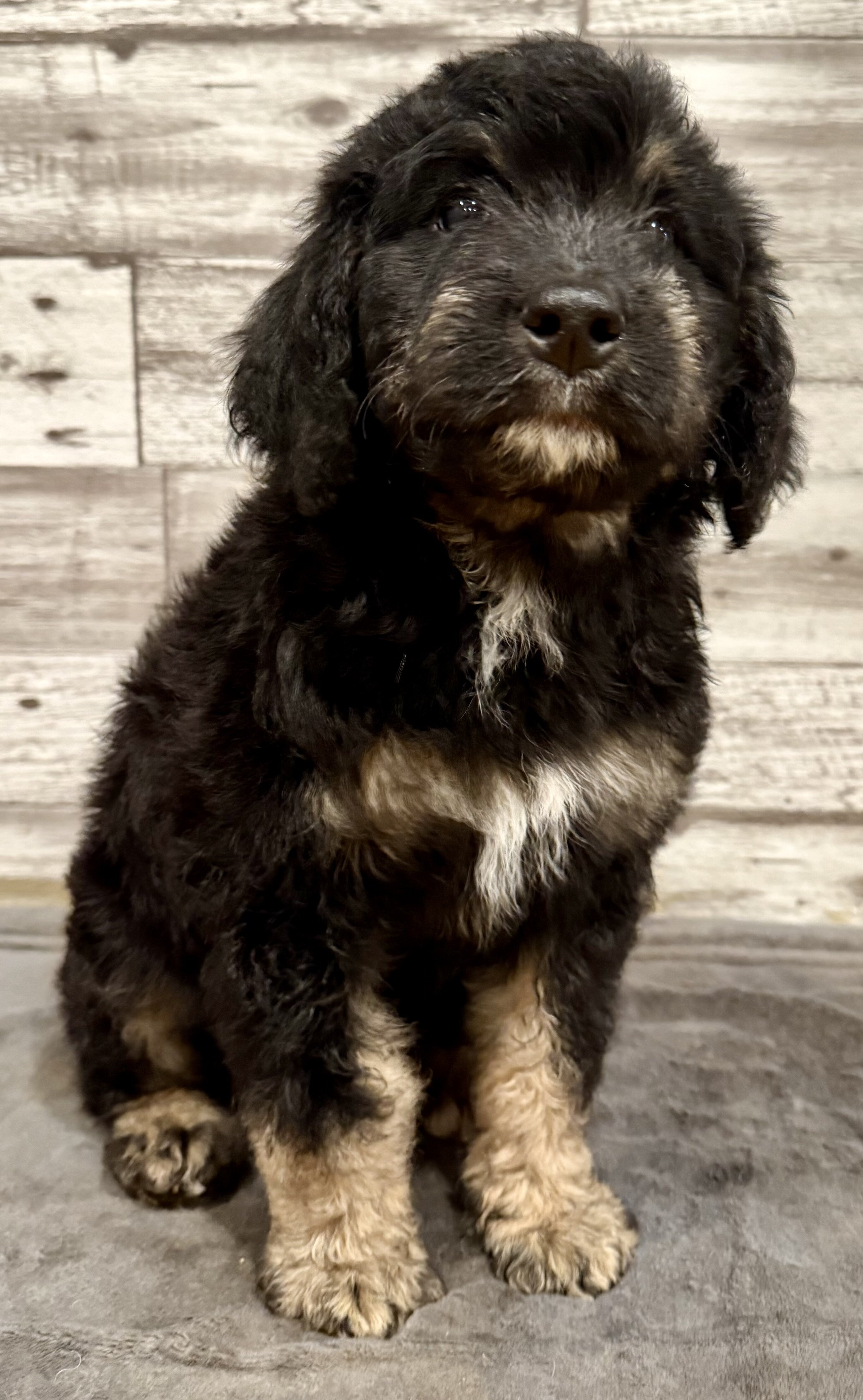 Bernedoodle image 3