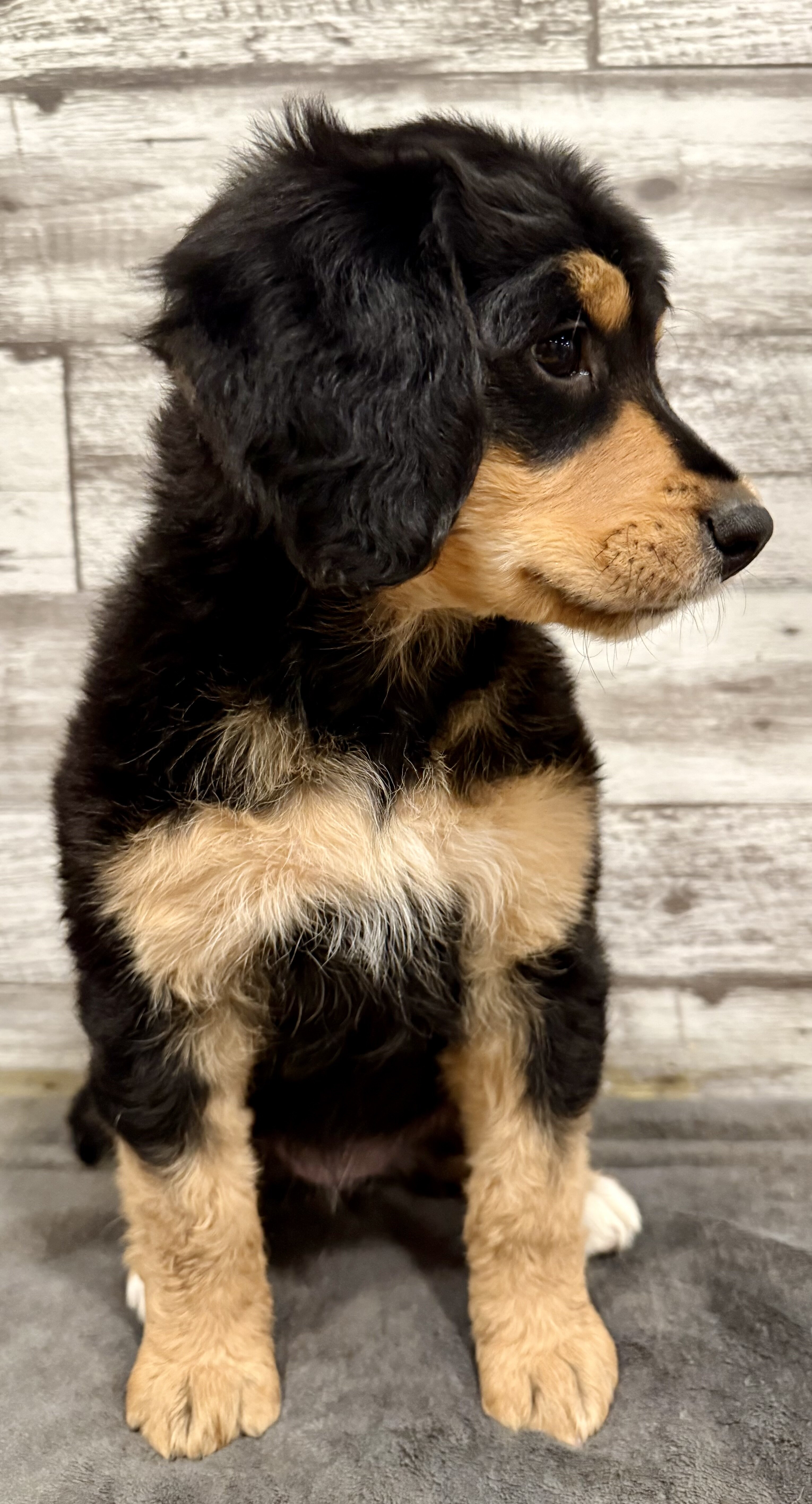 Bernedoodle image 4