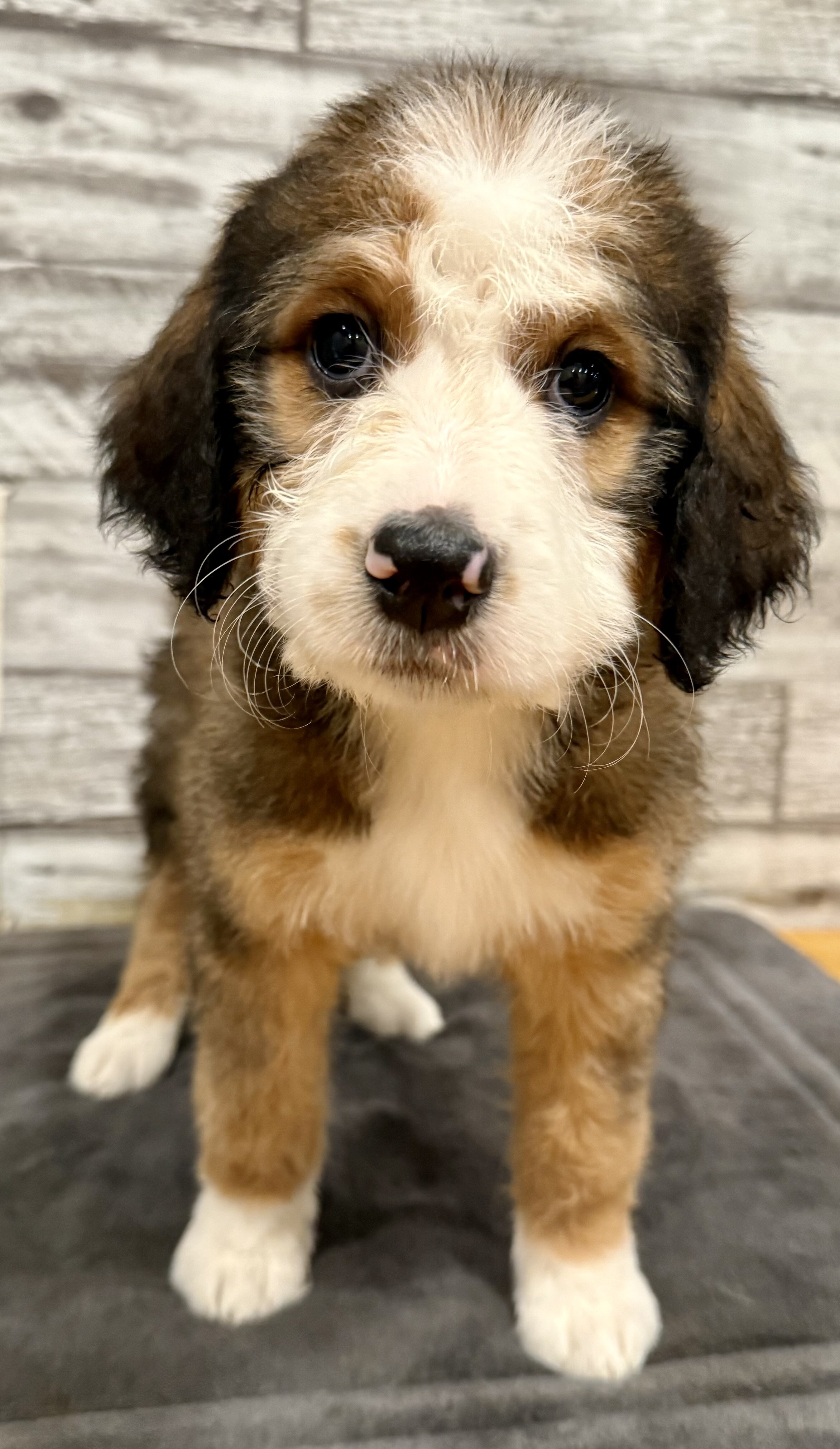 Bernedoodle image 5