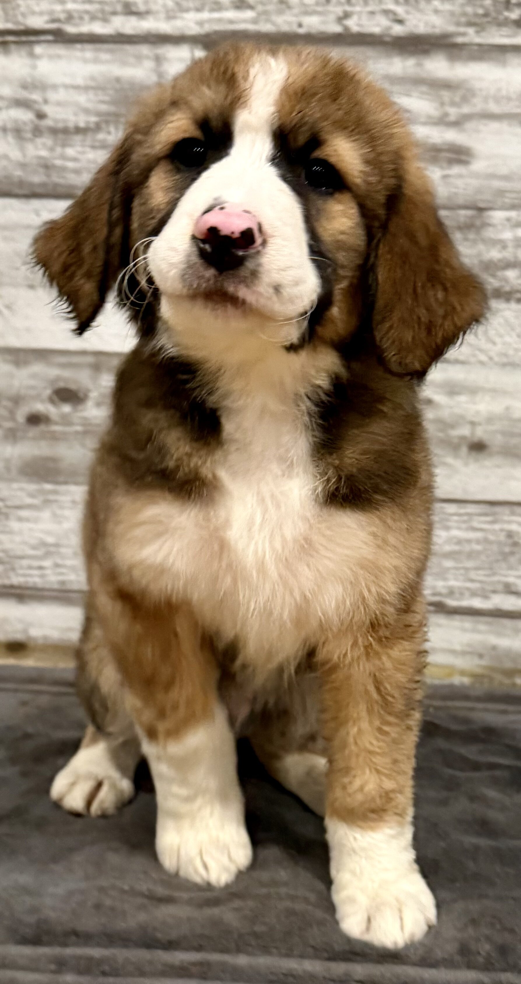 Bernedoodle image 6