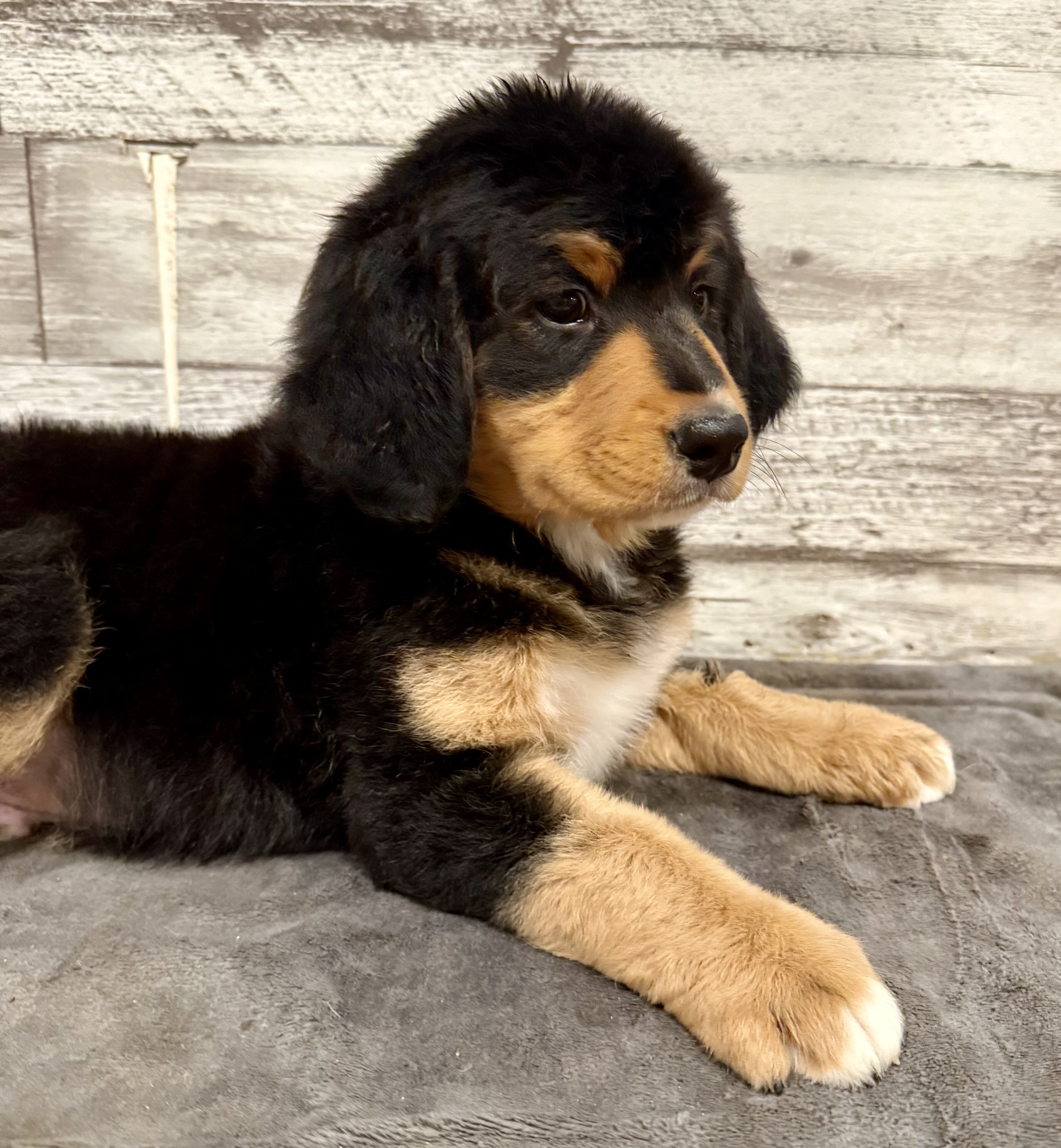 Bernedoodle image 7