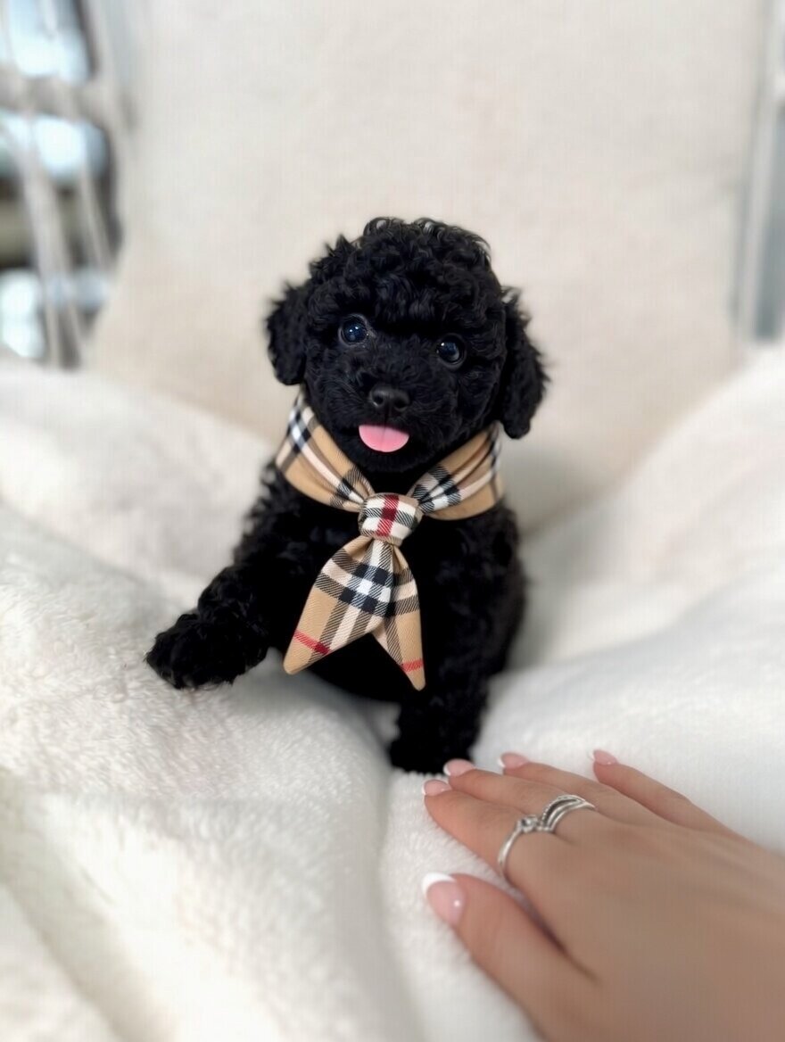 Puppy Teddy bear image 1