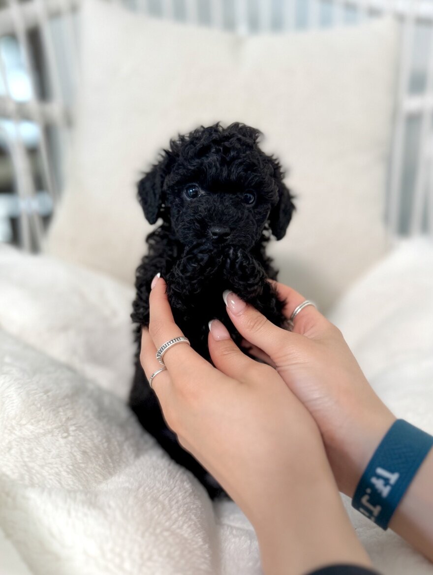 Puppy Teddy bear image 8