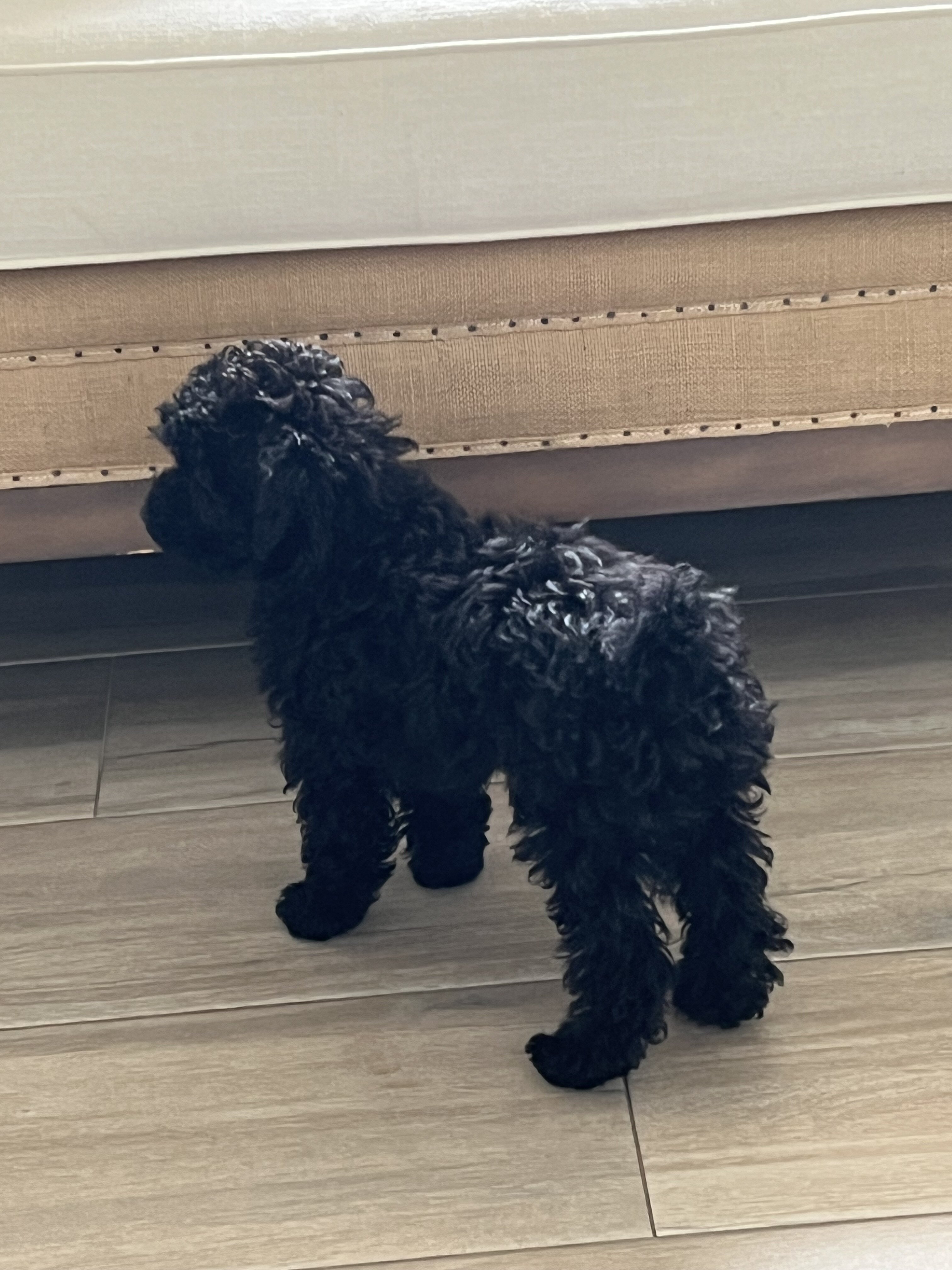 Puppy Teddy bear image 7