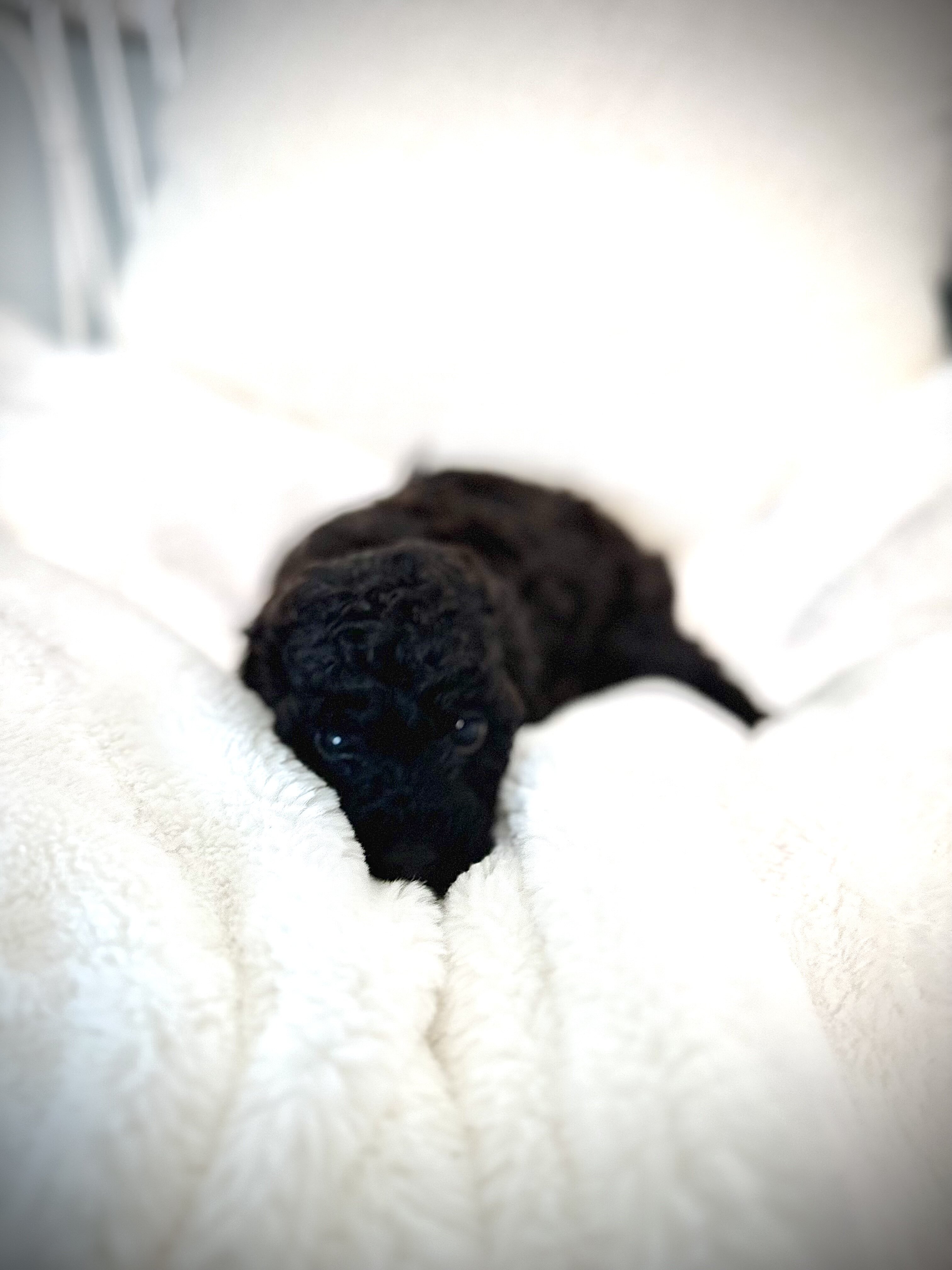Puppy Teddy bear image 5