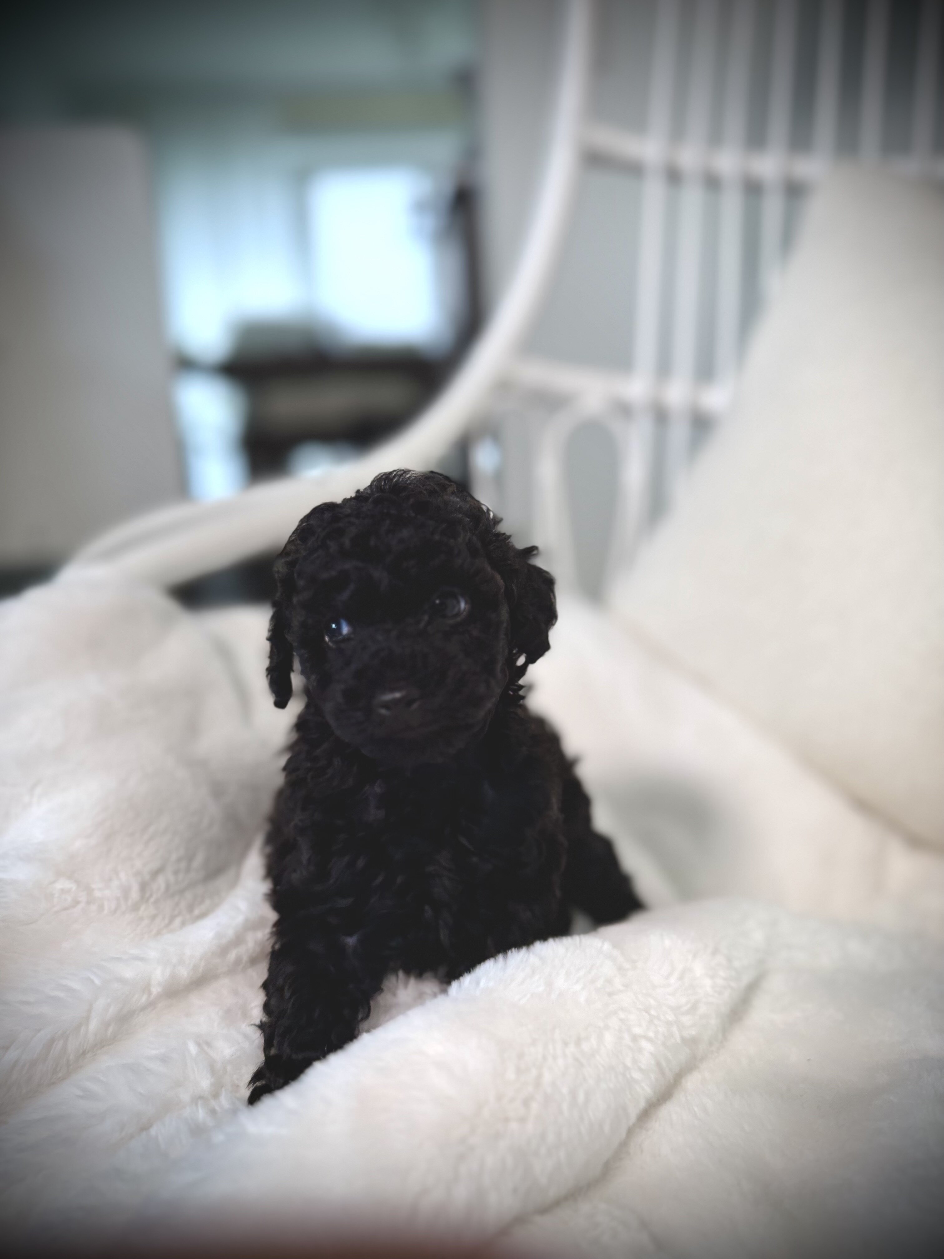Puppy Teddy bear image 3