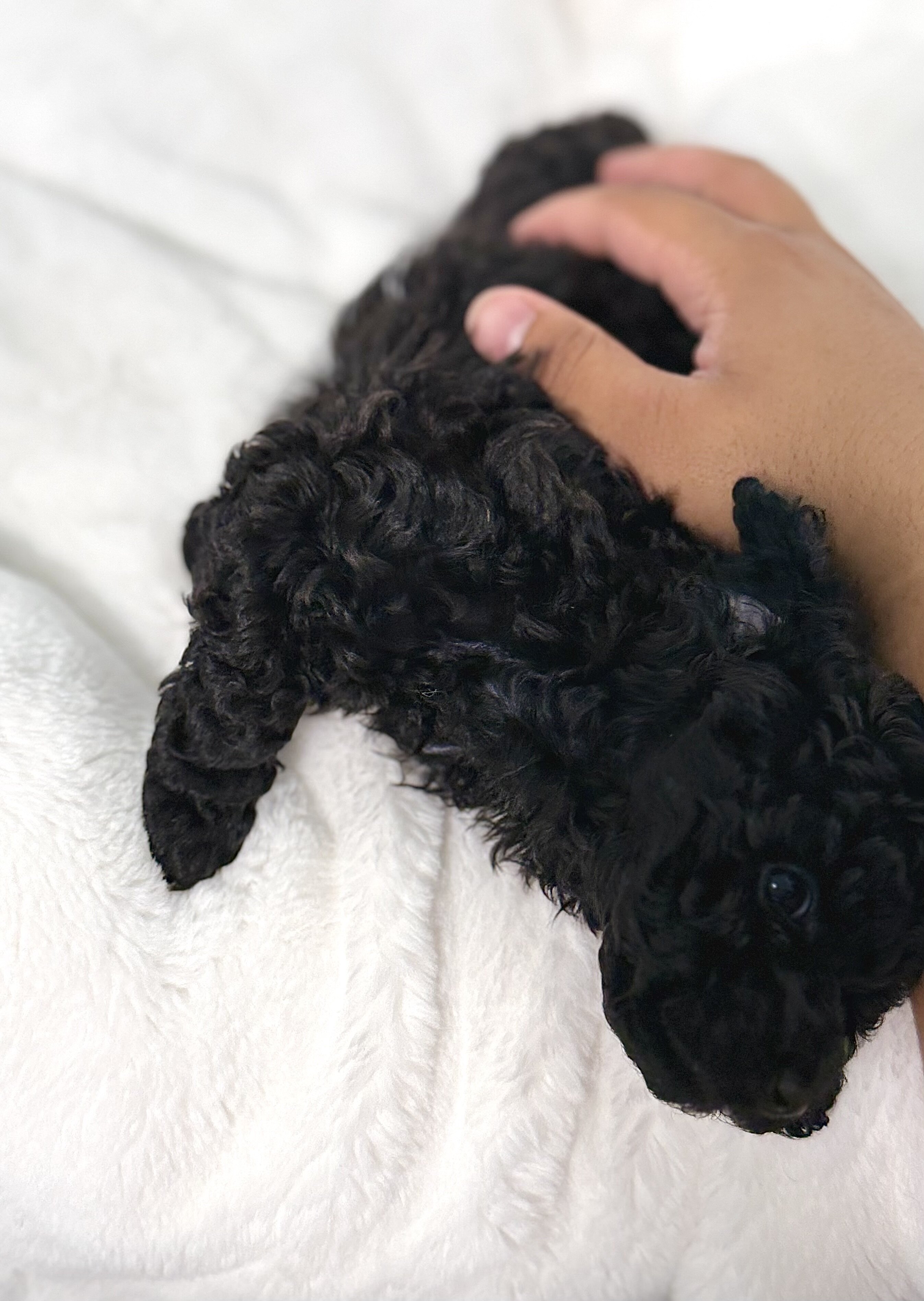Puppy Teddy bear image 4
