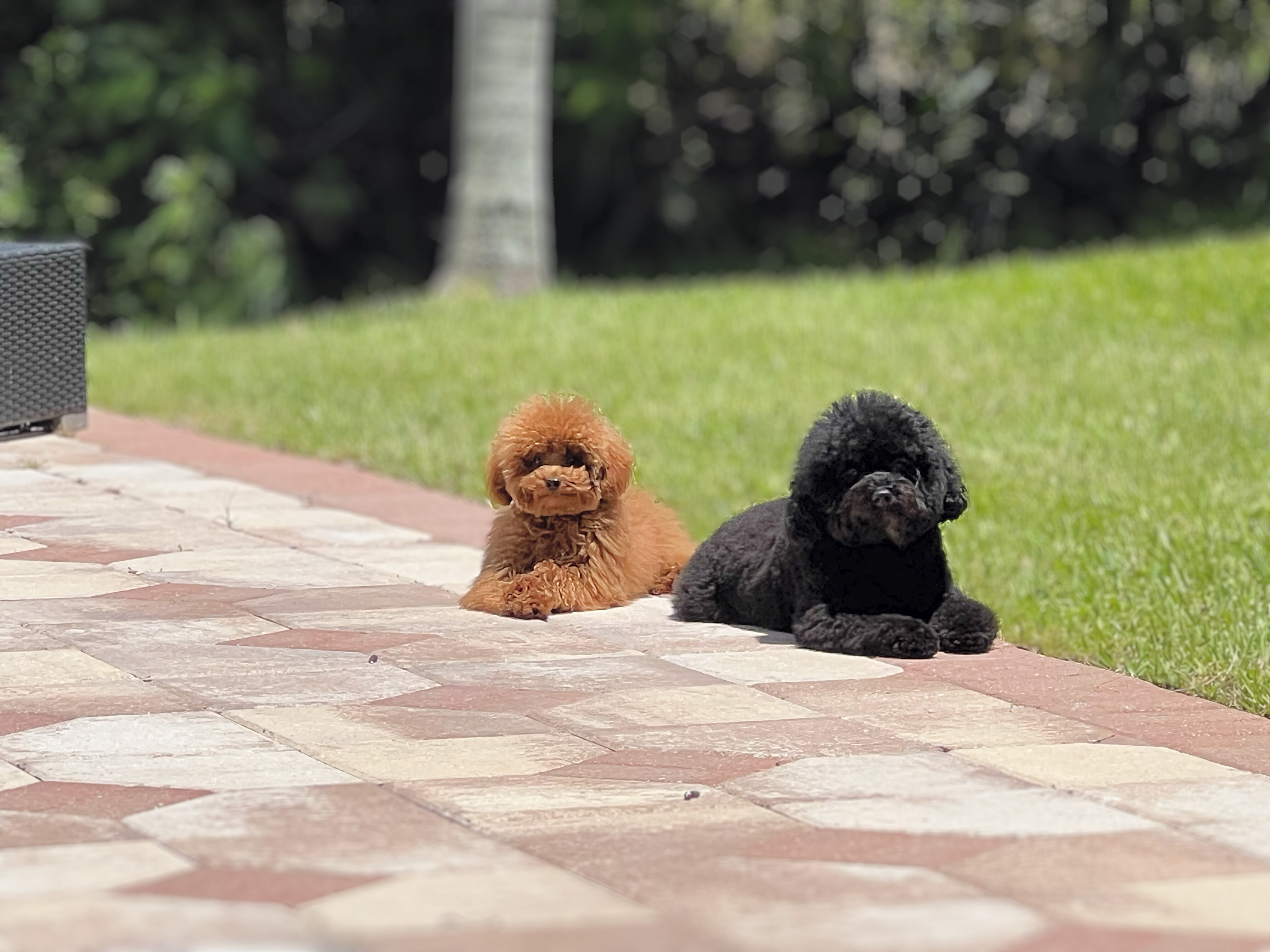Puppy Teddy bear image 2