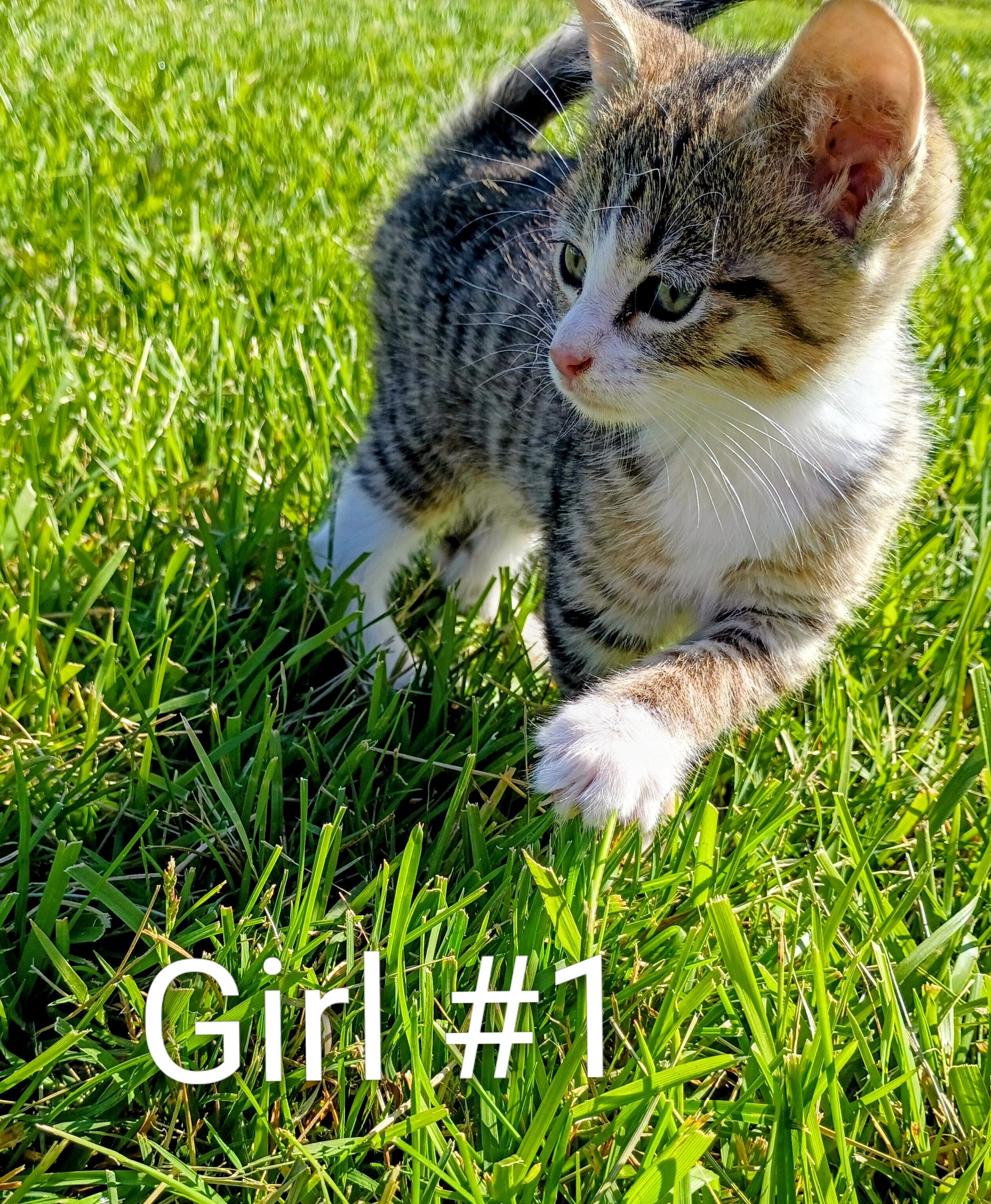 Siamese kittens image 3