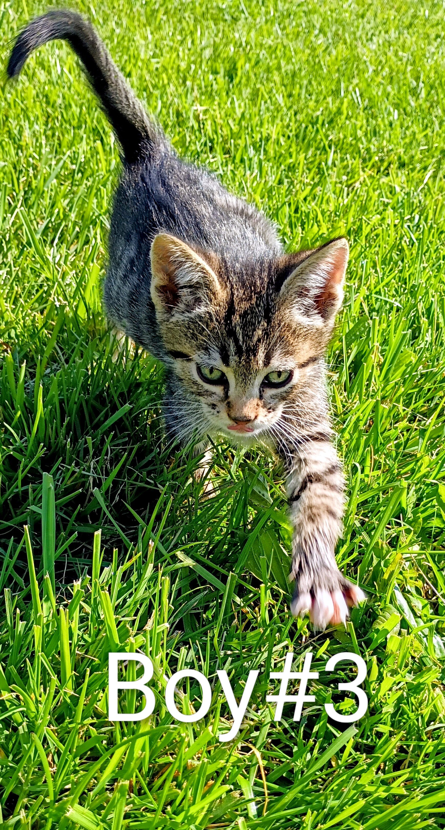 Siamese kittens image 1