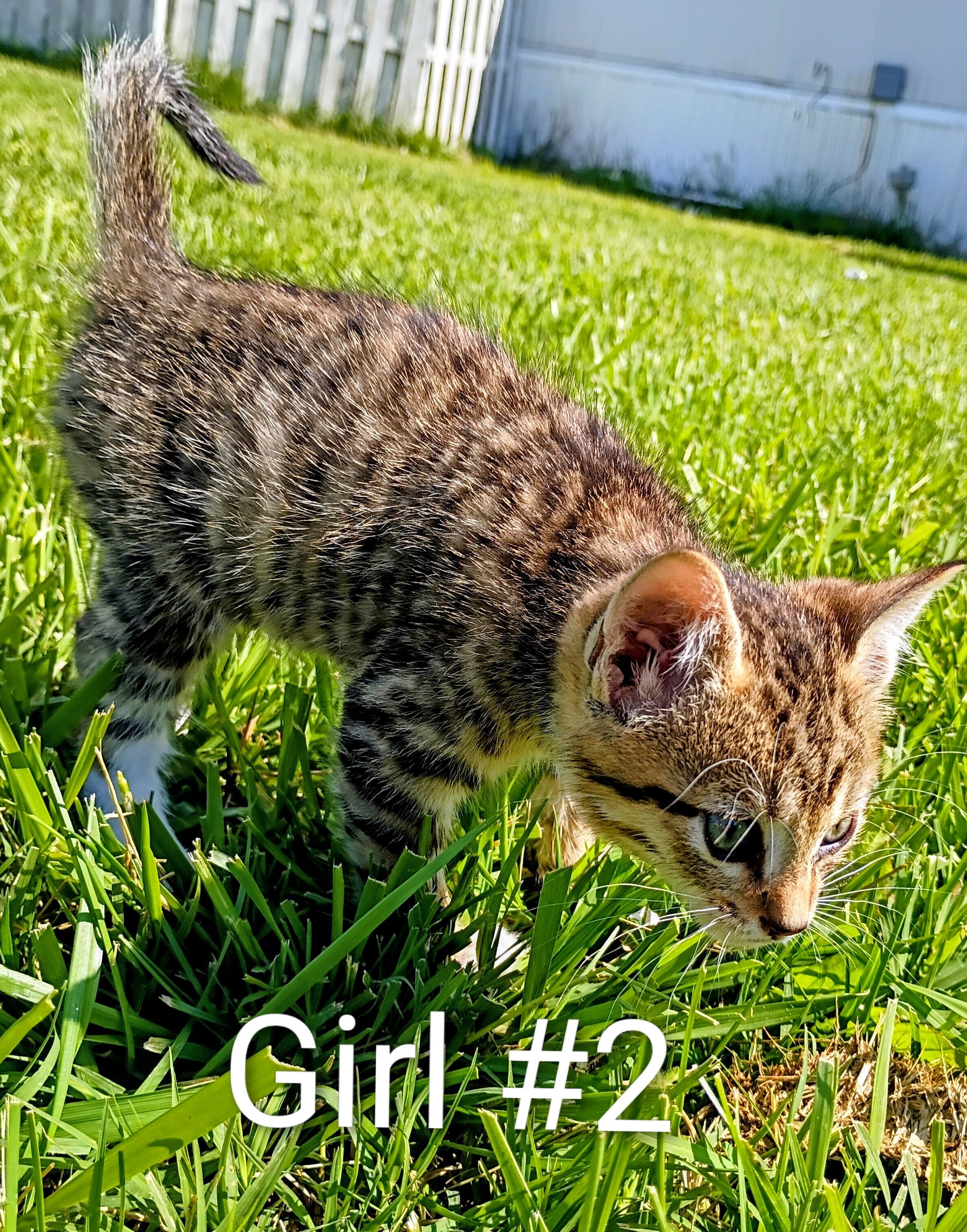 Siamese kittens image 5