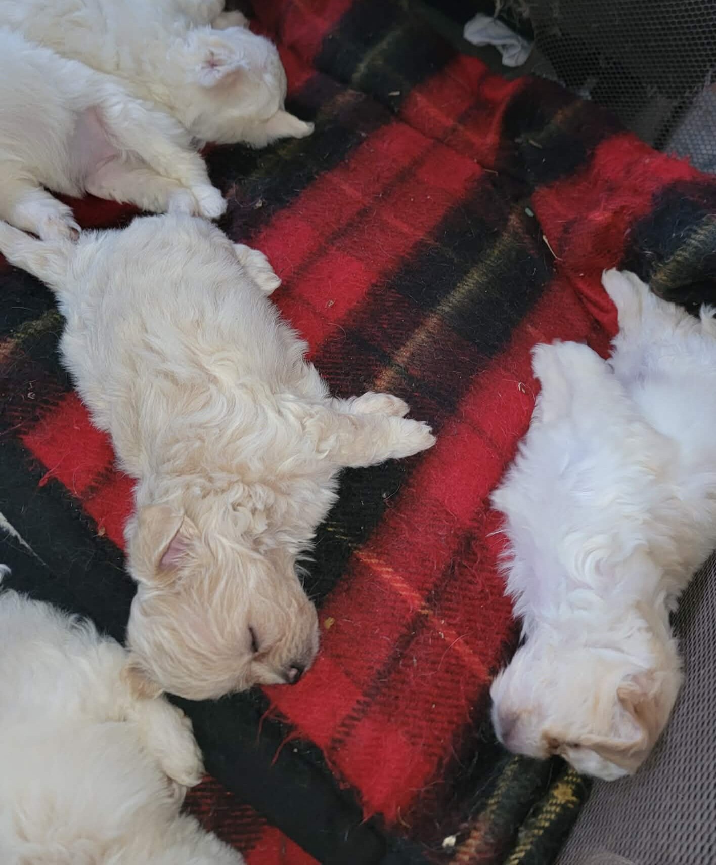 Shihpoo x pomchi pups image 3