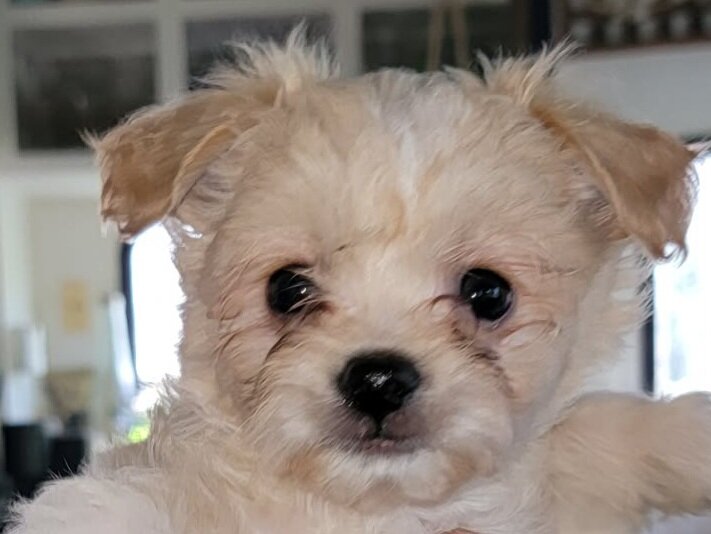 Shihpoo x pomchi pups image 1