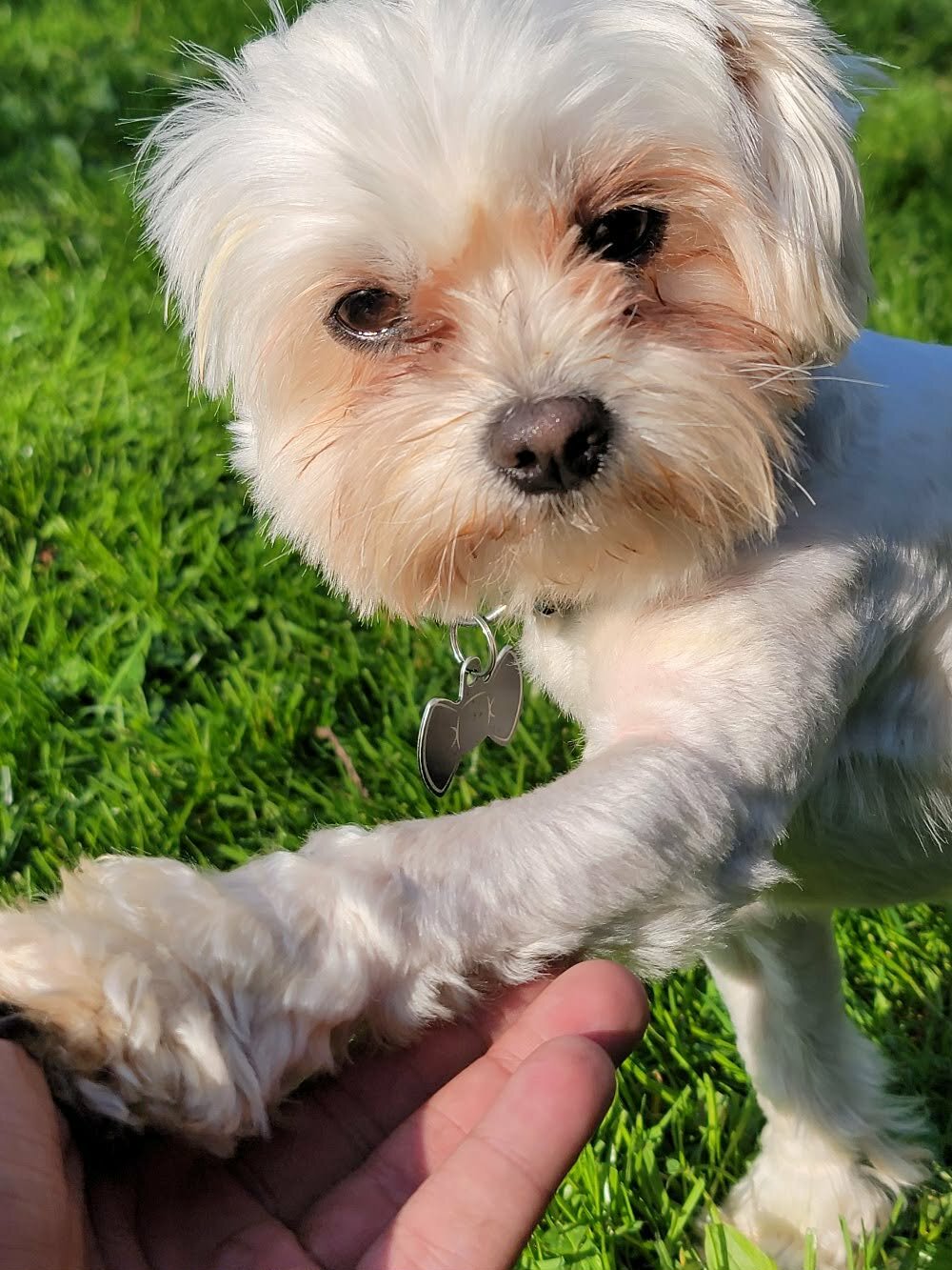 Shihpoo x pomchi pups image 2