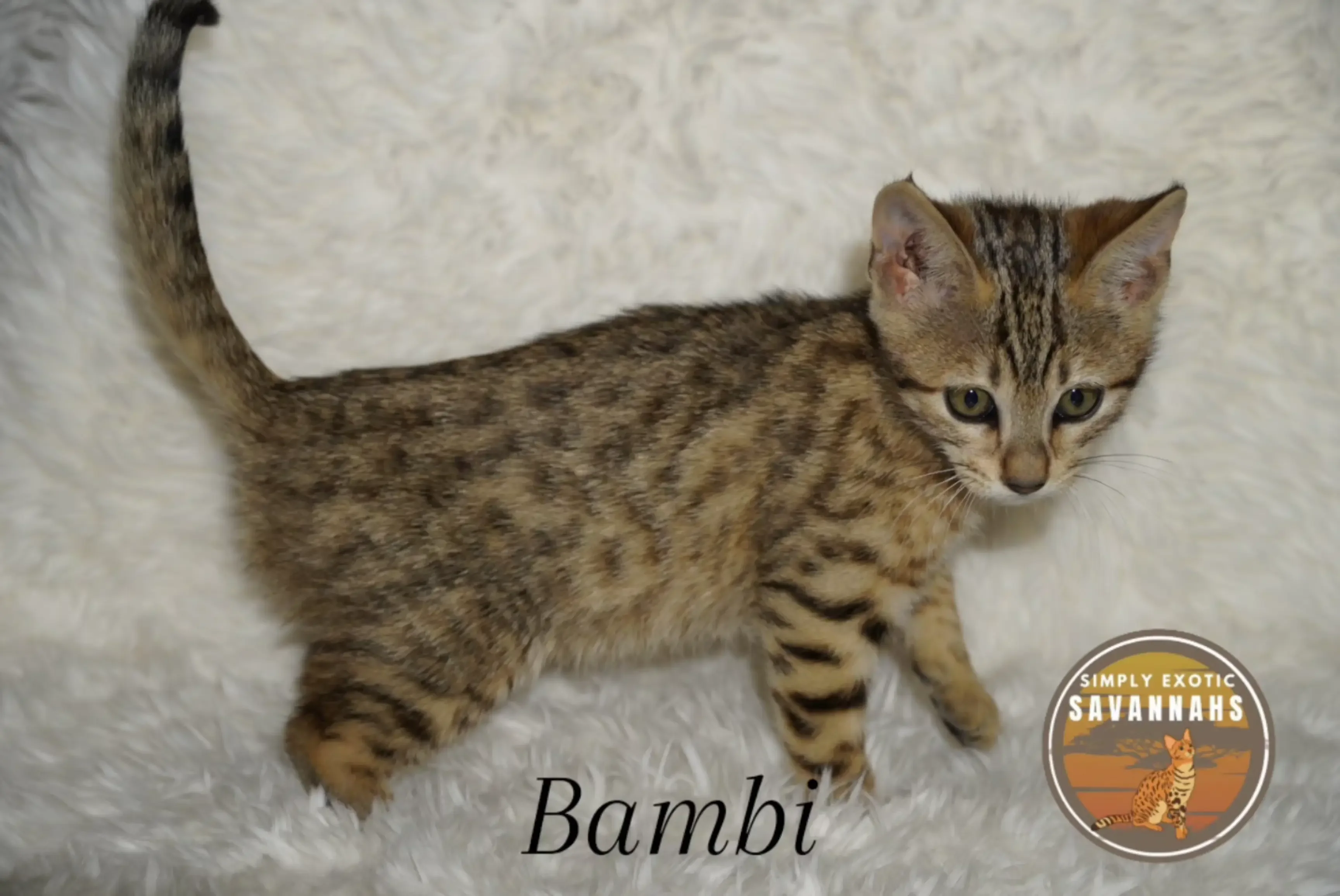 Savannah F4 Kittens image 5