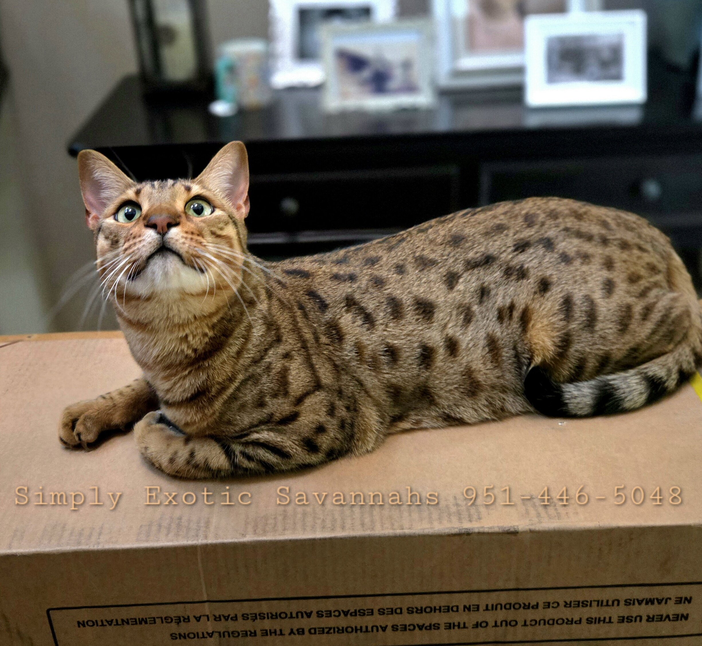 Savannah F4 Kittens image 2