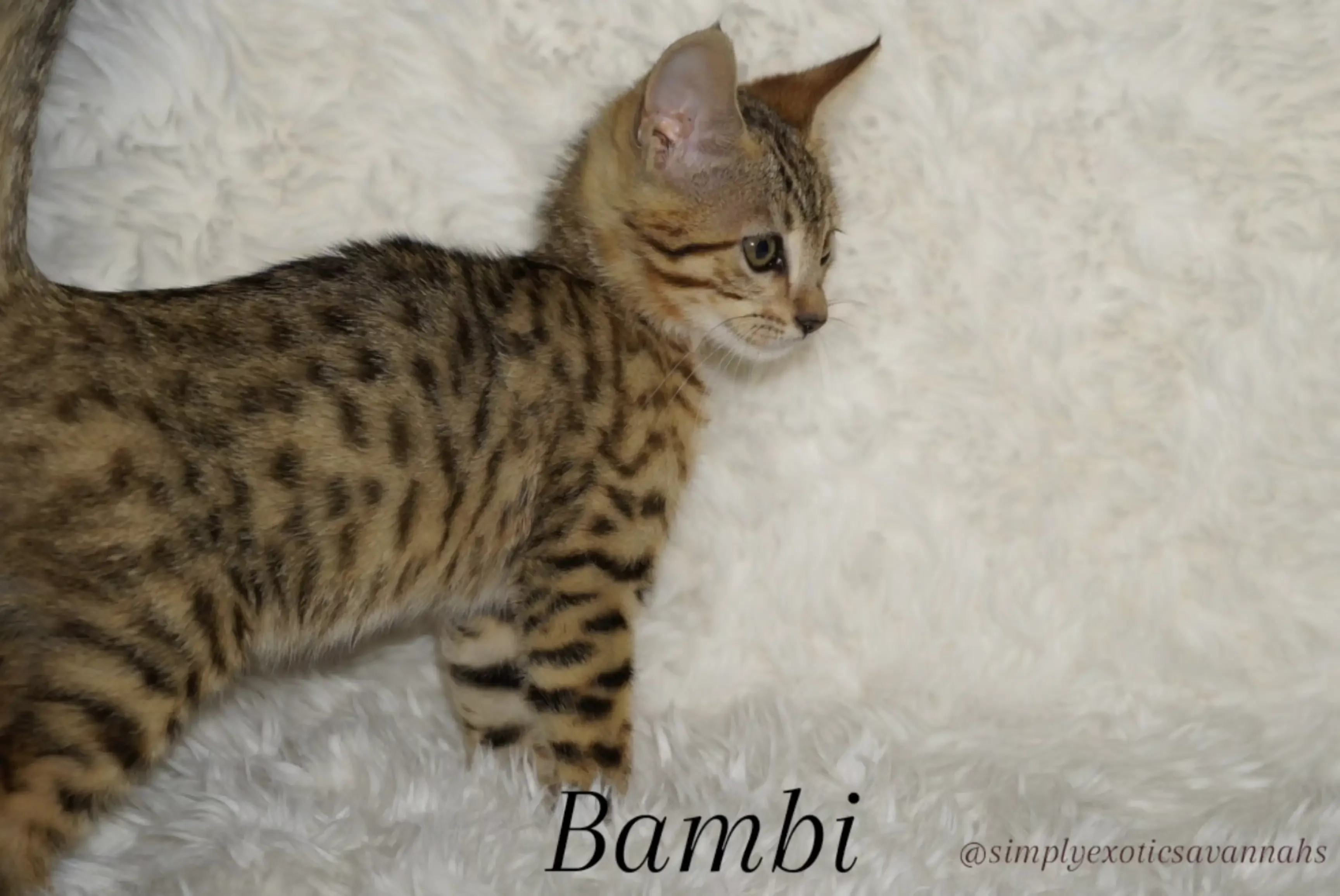 Savannah F4 Kittens image 6