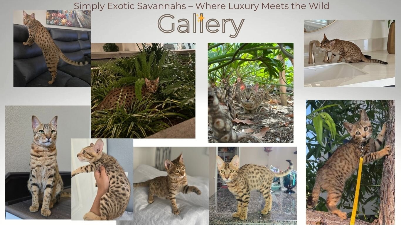 Savannah F4 Kittens image 1