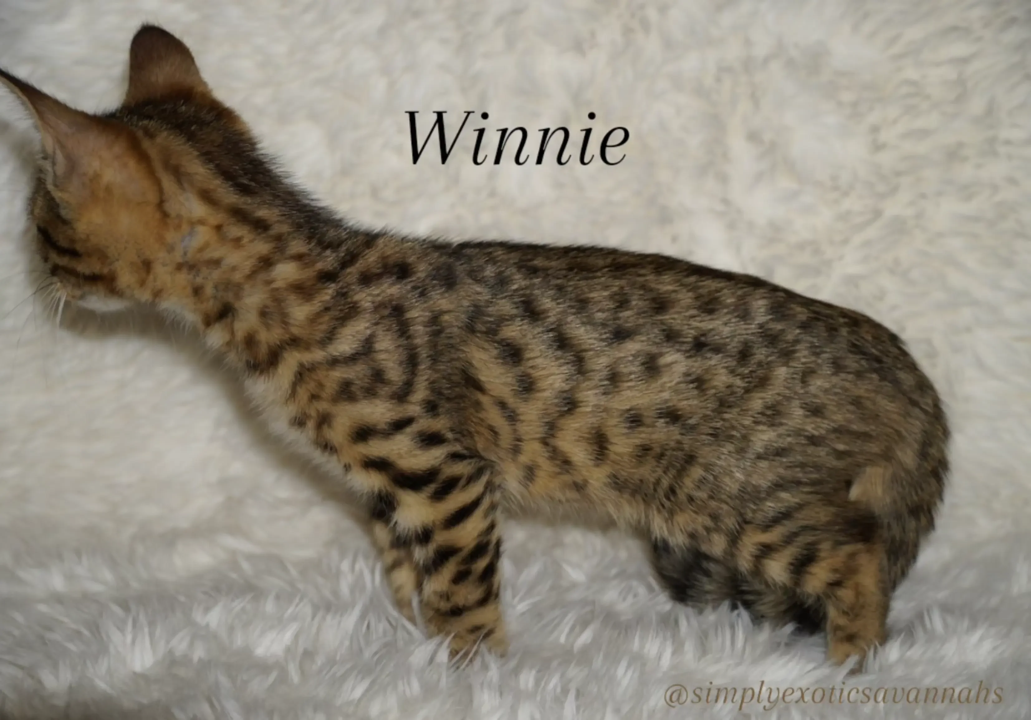 Savannah F4 Kittens image 4