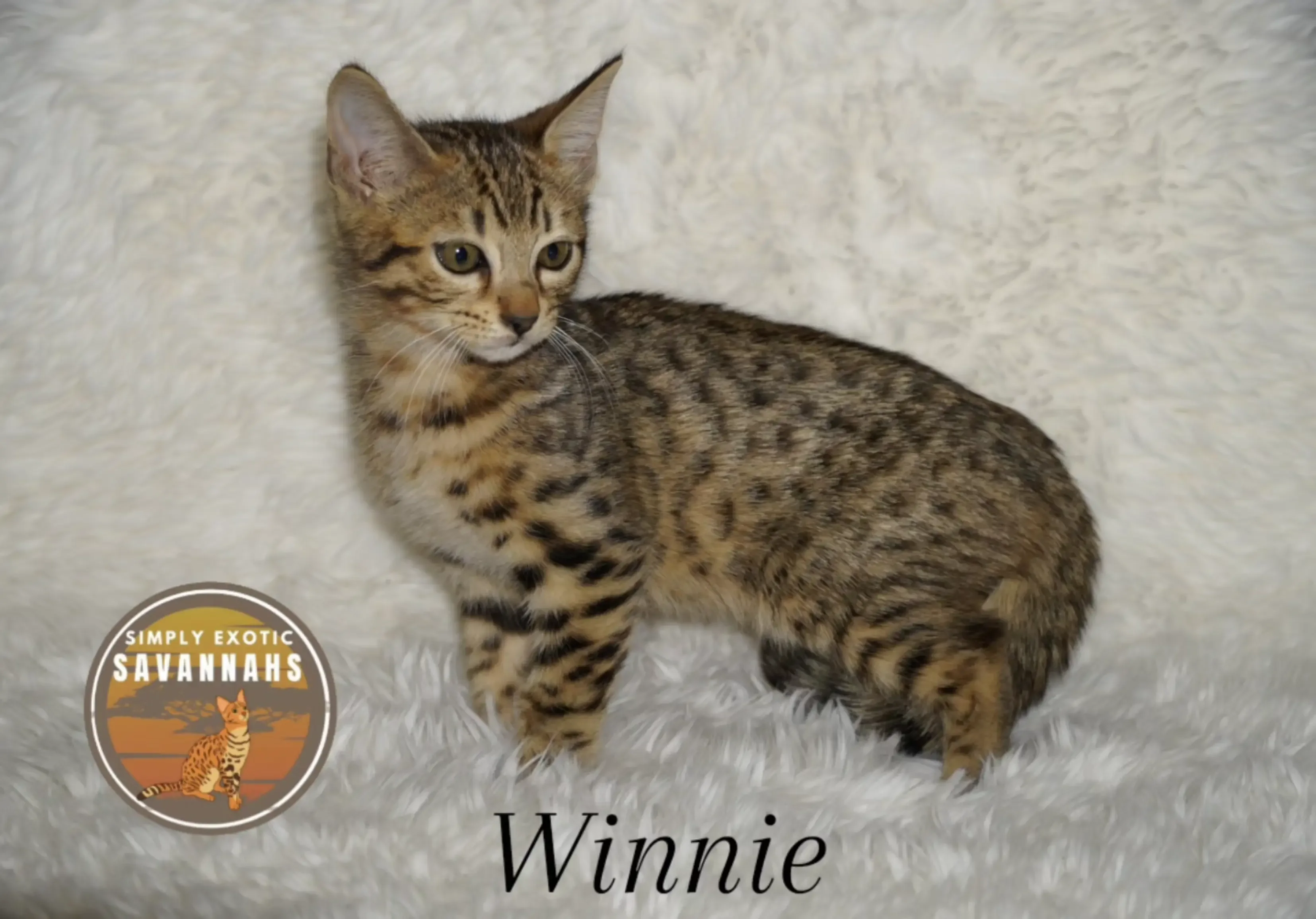 Savannah F4 Kittens image 3