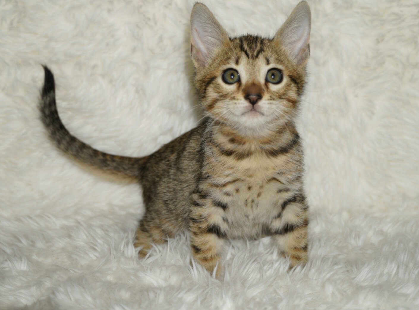 Savannah F4 Kittens image 7