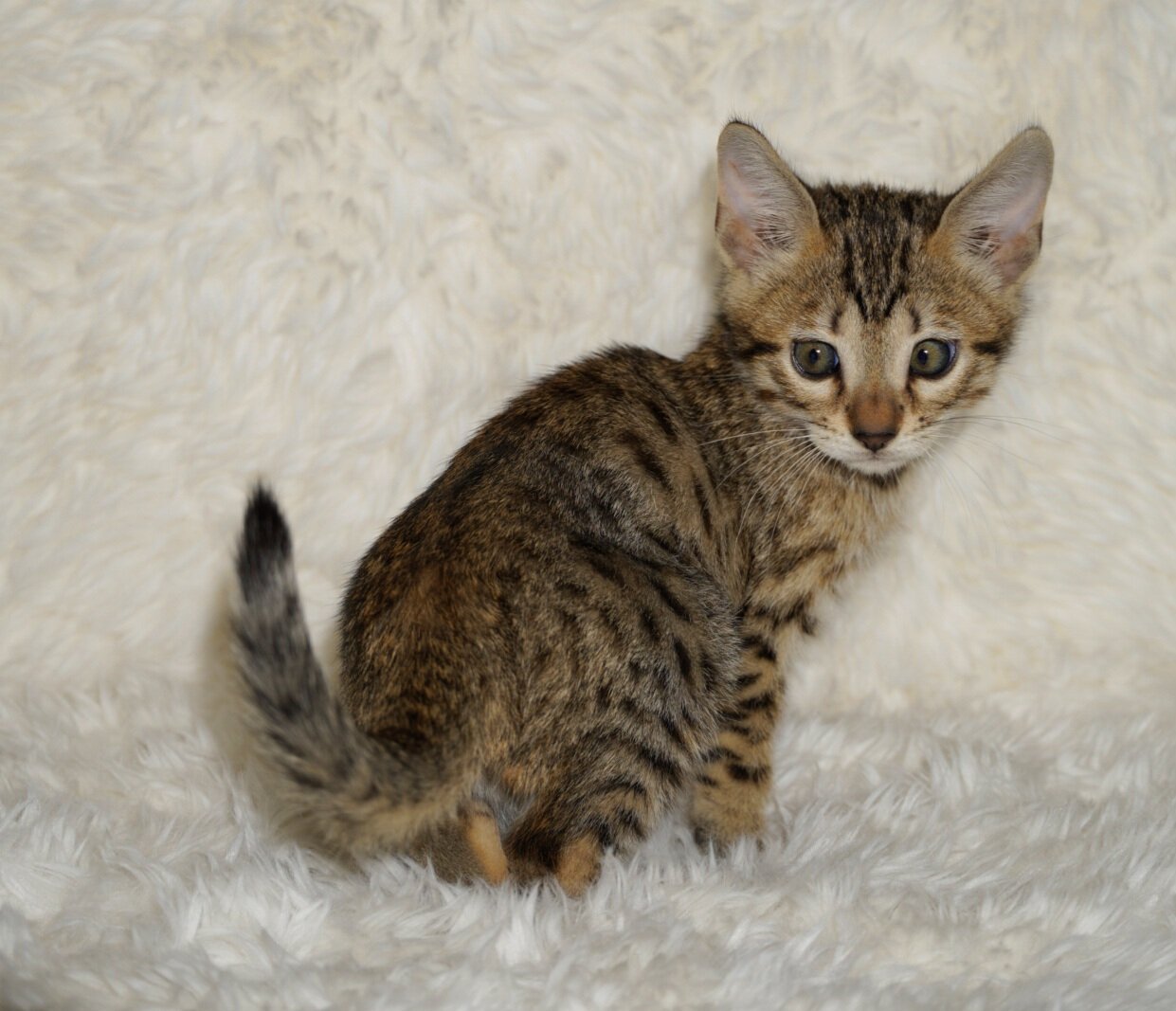 Savannah F4 Kittens image 8